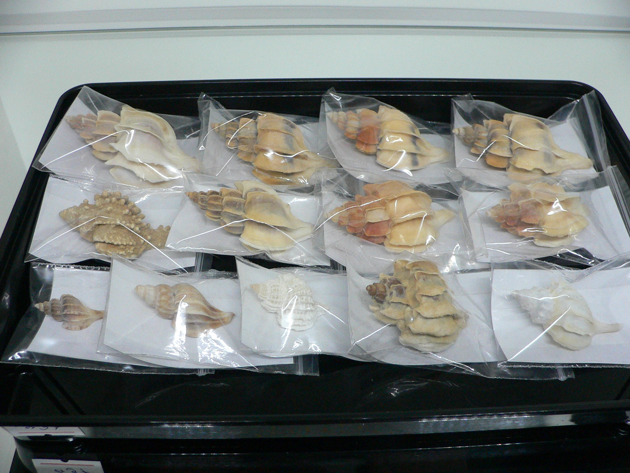 Hydrissa sodalis + Boreotrophon candelabrum