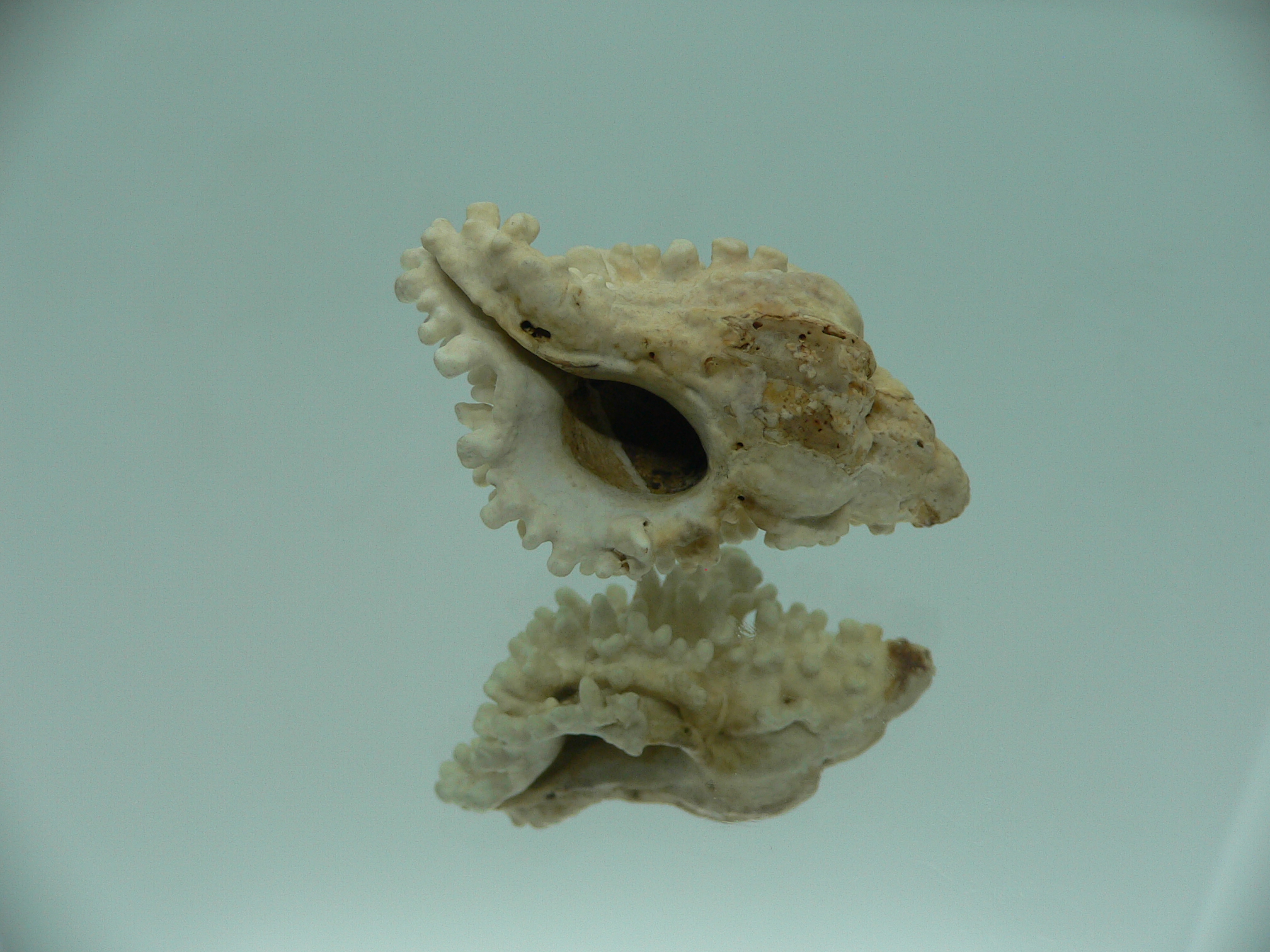 Hydrissa sodalis + Boreotrophon candelabrum