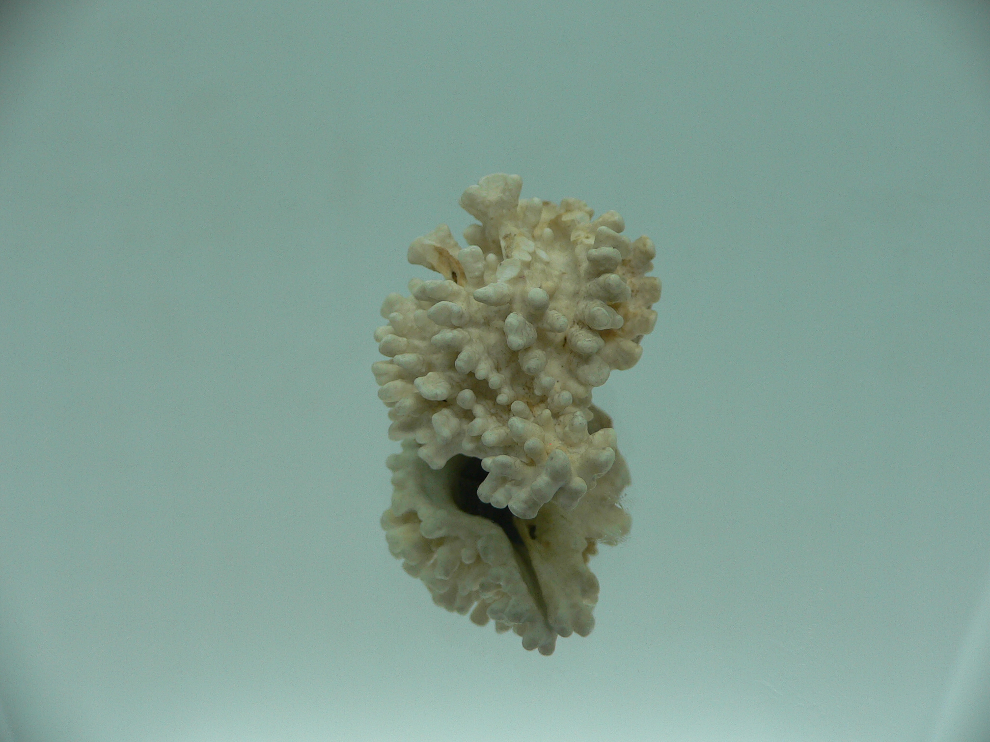 Hydrissa sodalis + Boreotrophon candelabrum