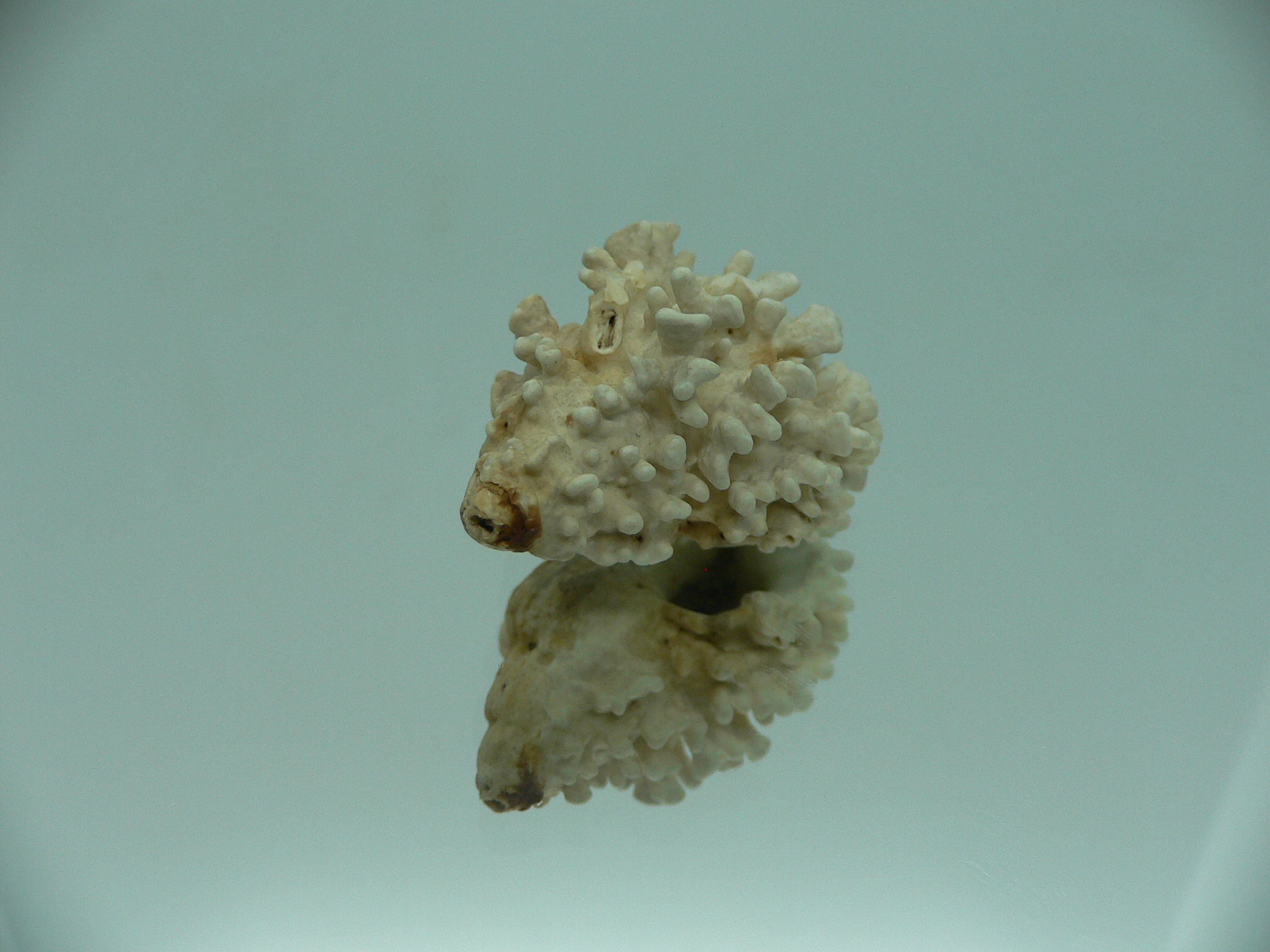 Hydrissa sodalis + Boreotrophon candelabrum