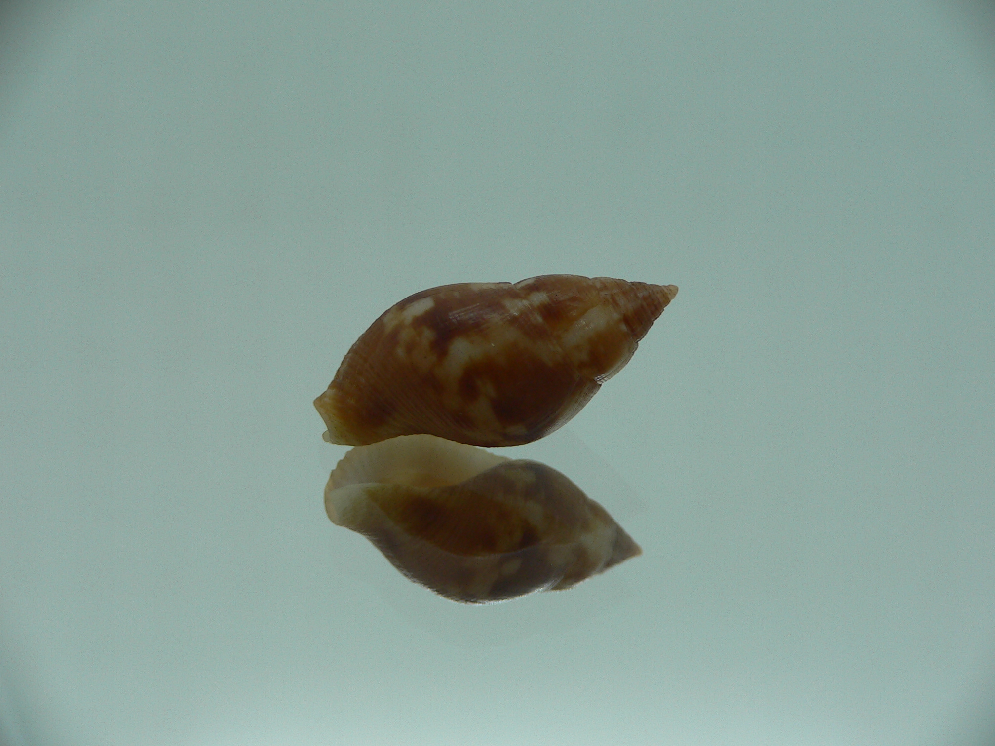 Pisania tritonoides
