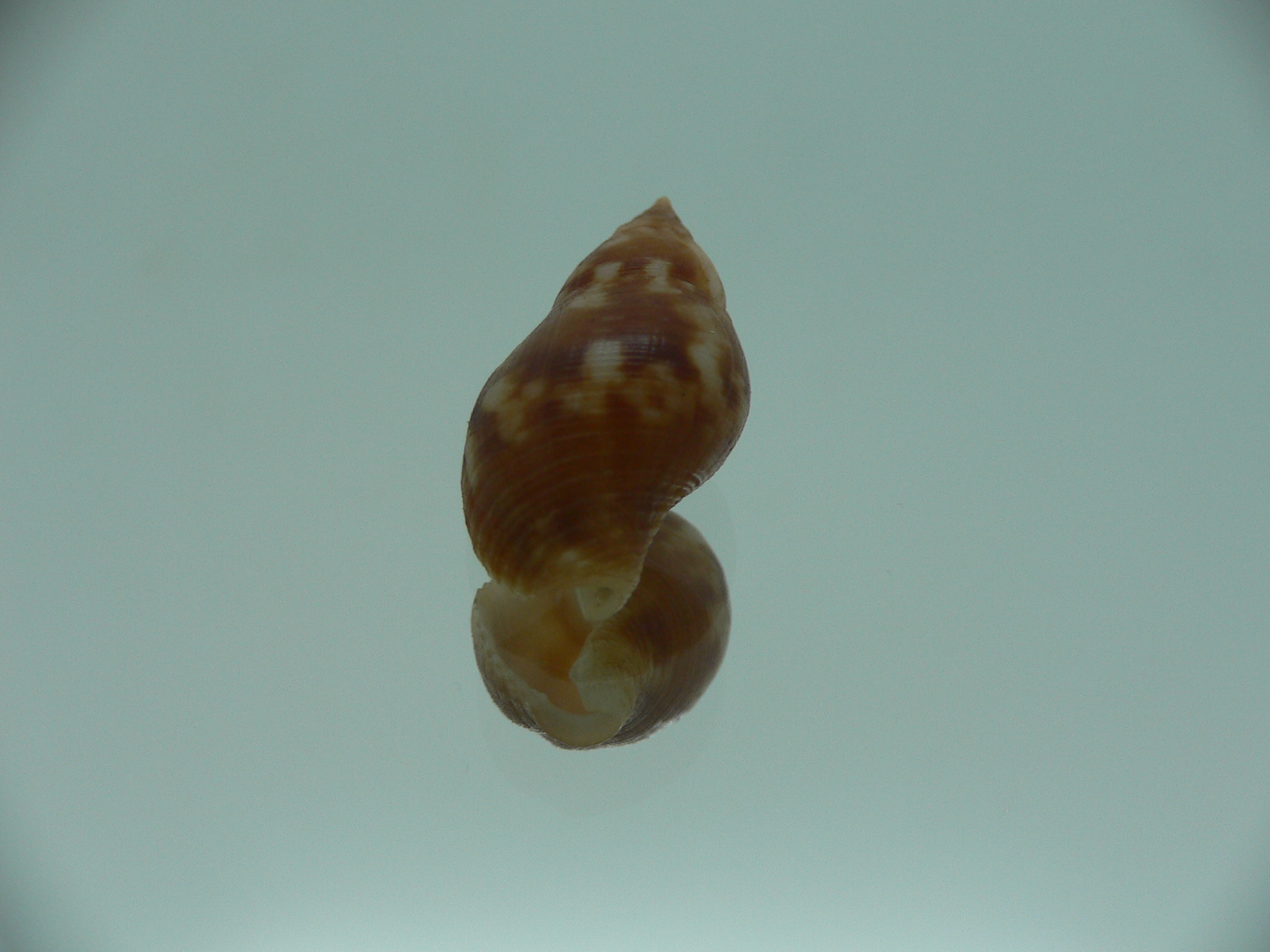 Pisania tritonoides