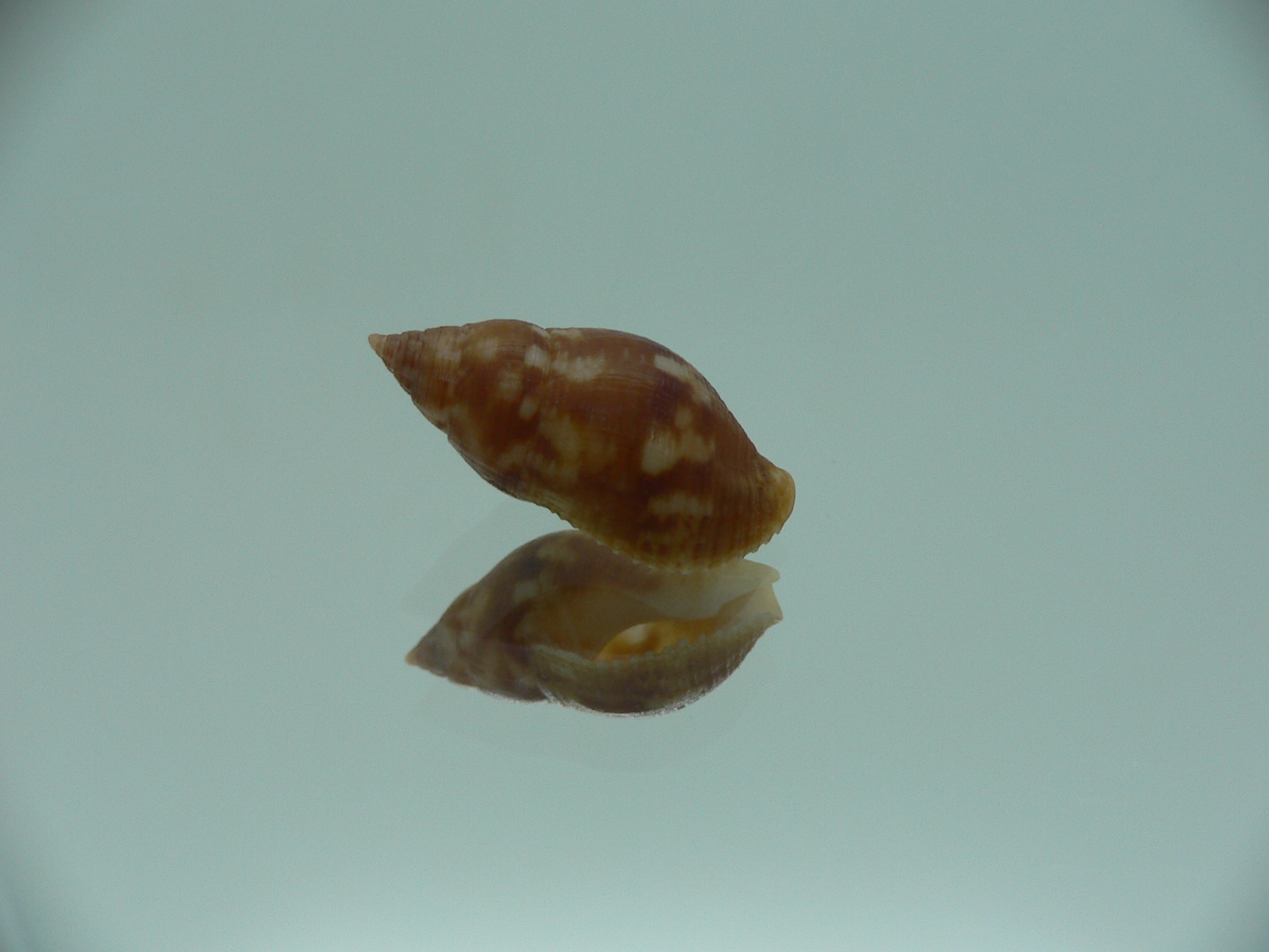 Pisania tritonoides