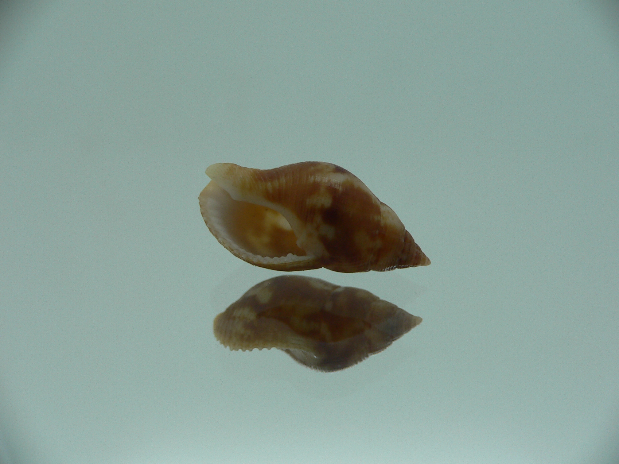 Pisania tritonoides