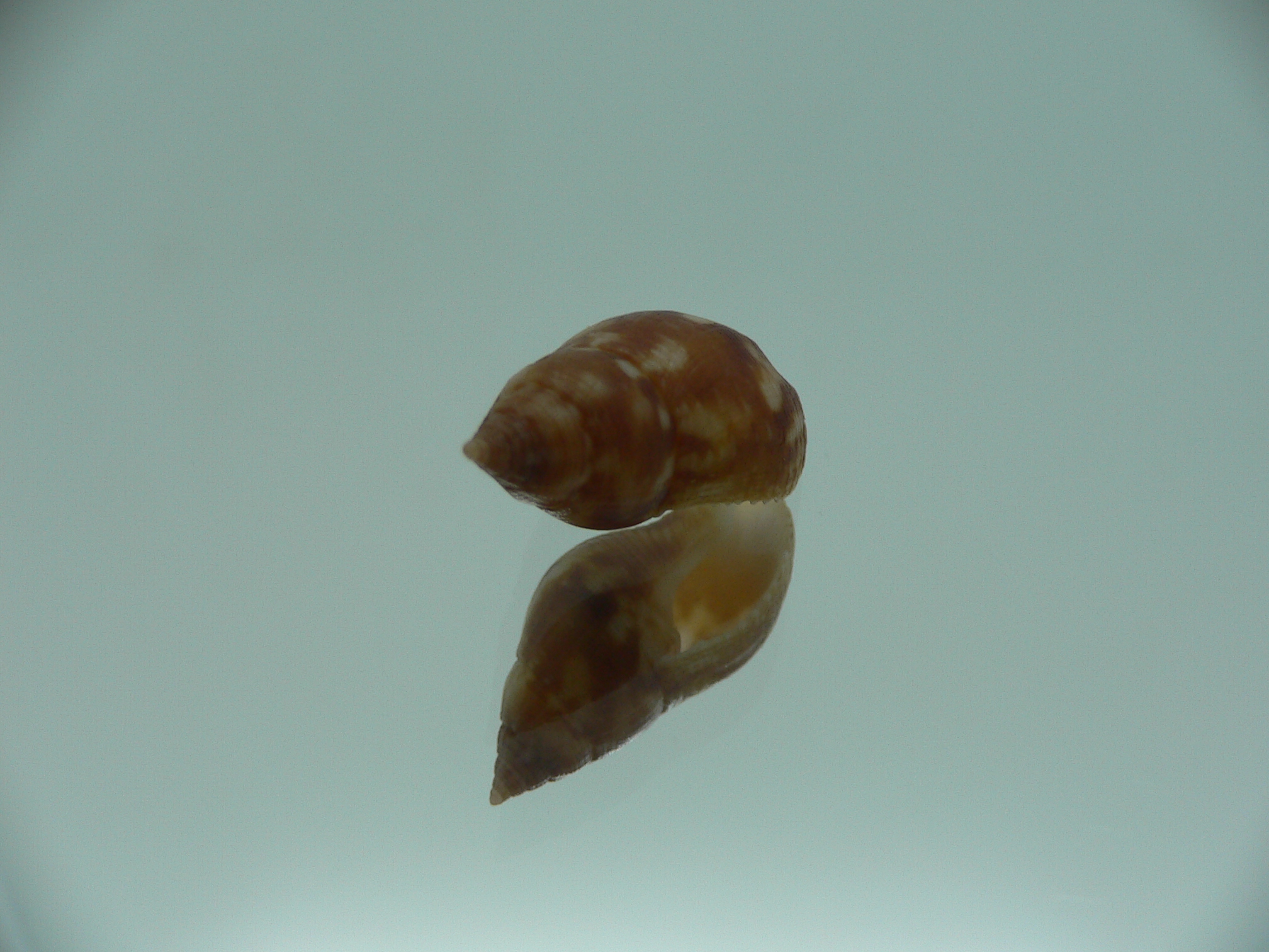 Pisania tritonoides