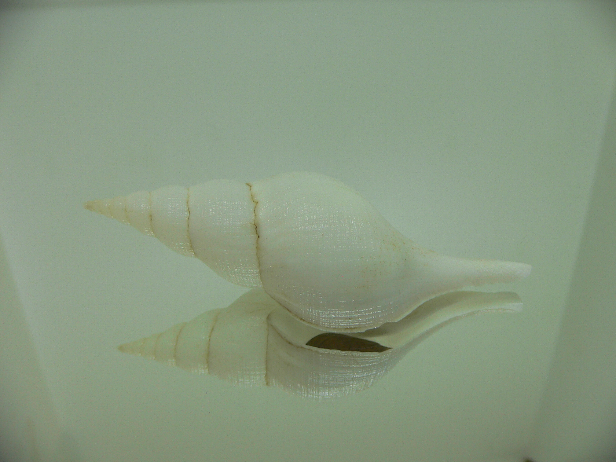 Chryseofusus hyphalus BIG