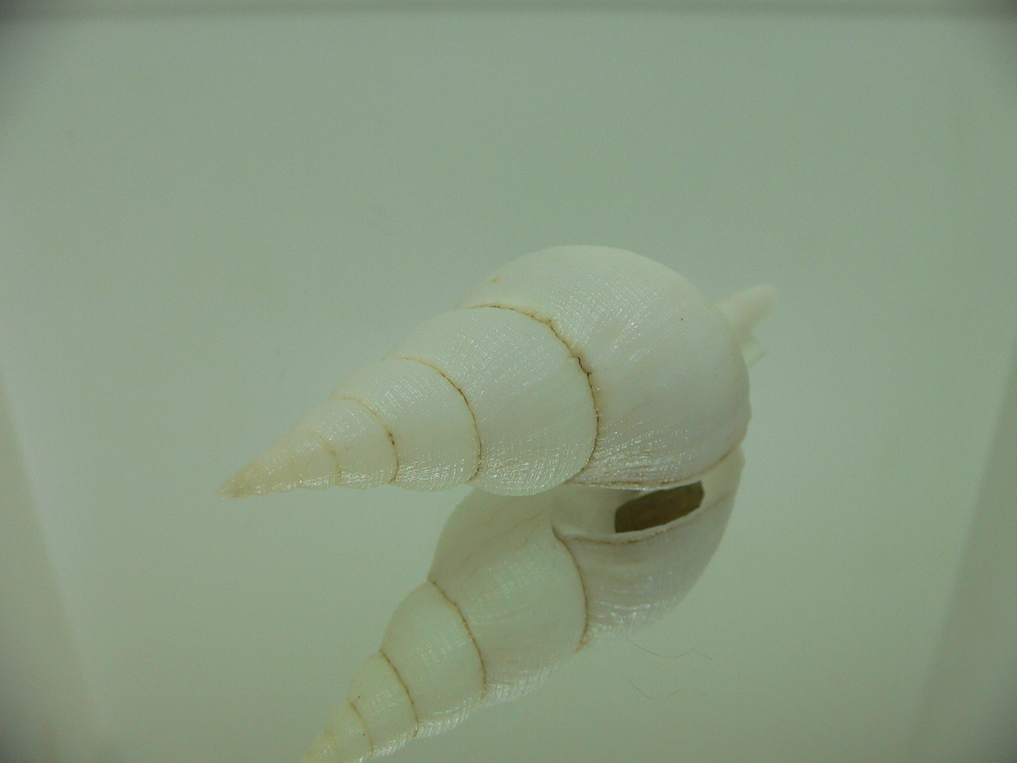 Chryseofusus hyphalus BIG