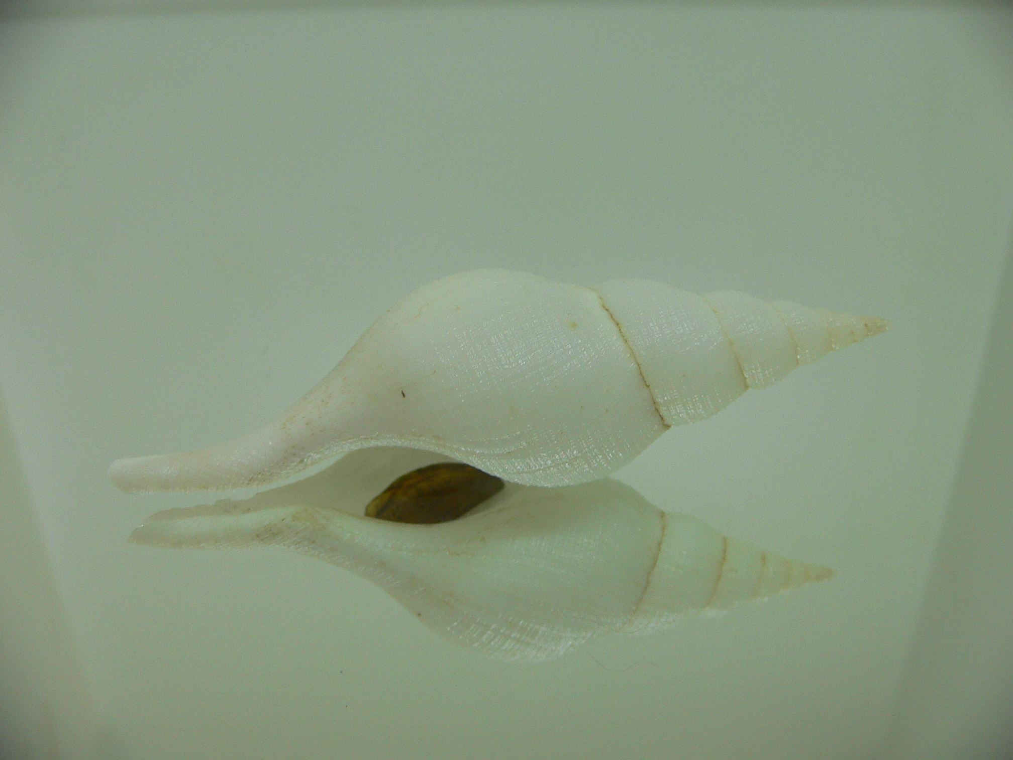 Chryseofusus hyphalus BIG