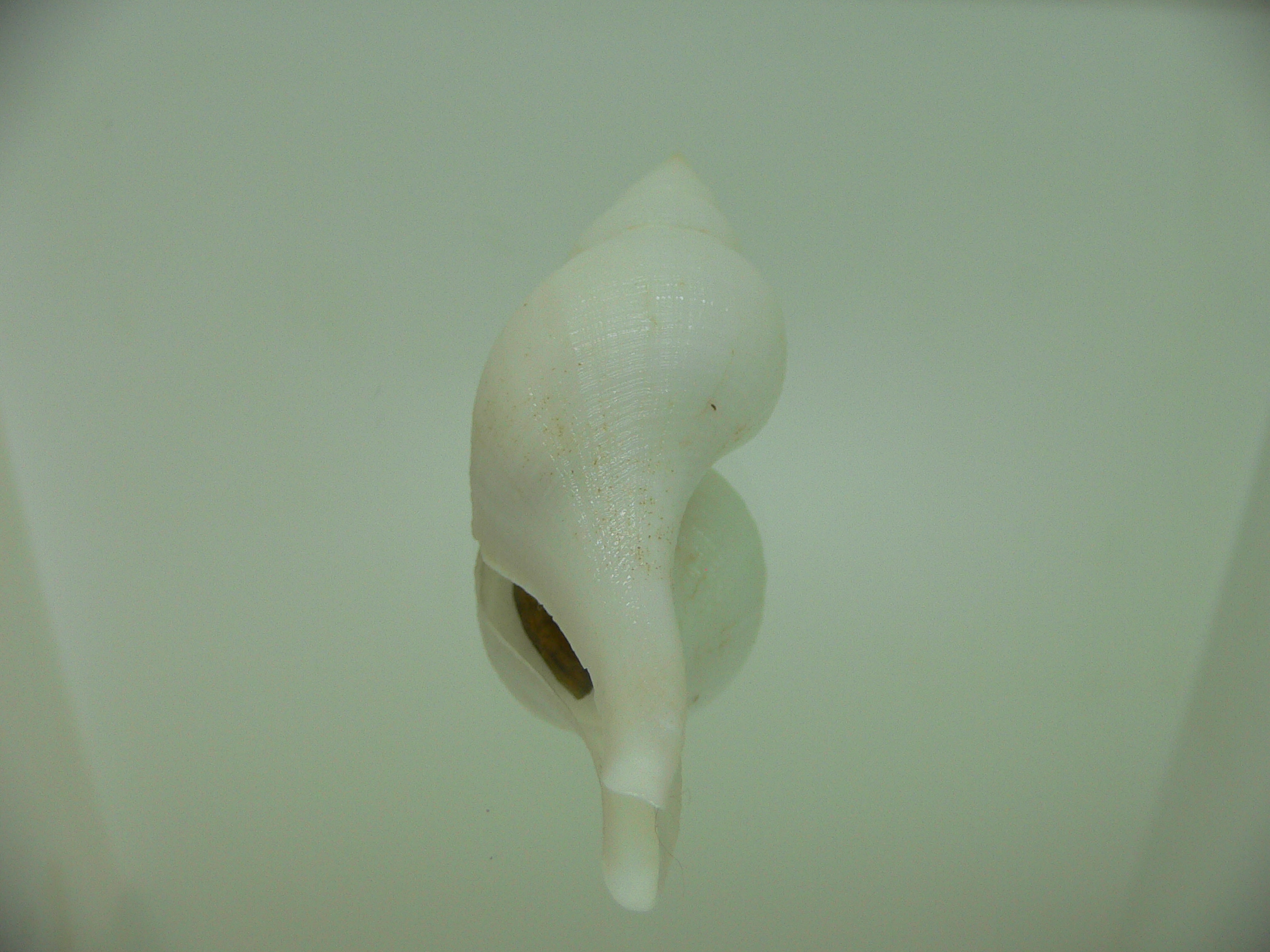 Chryseofusus hyphalus BIG