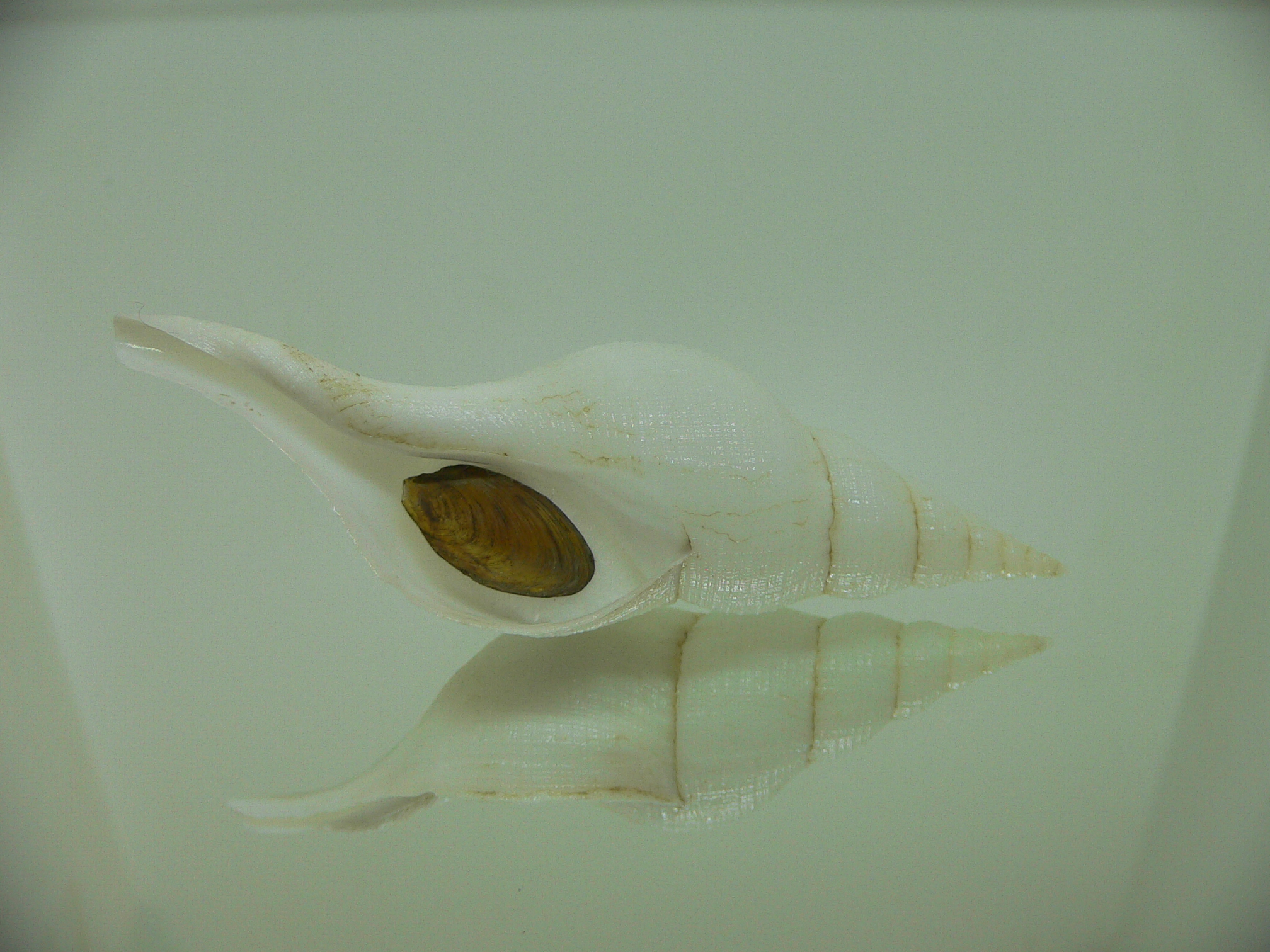 Chryseofusus hyphalus BIG