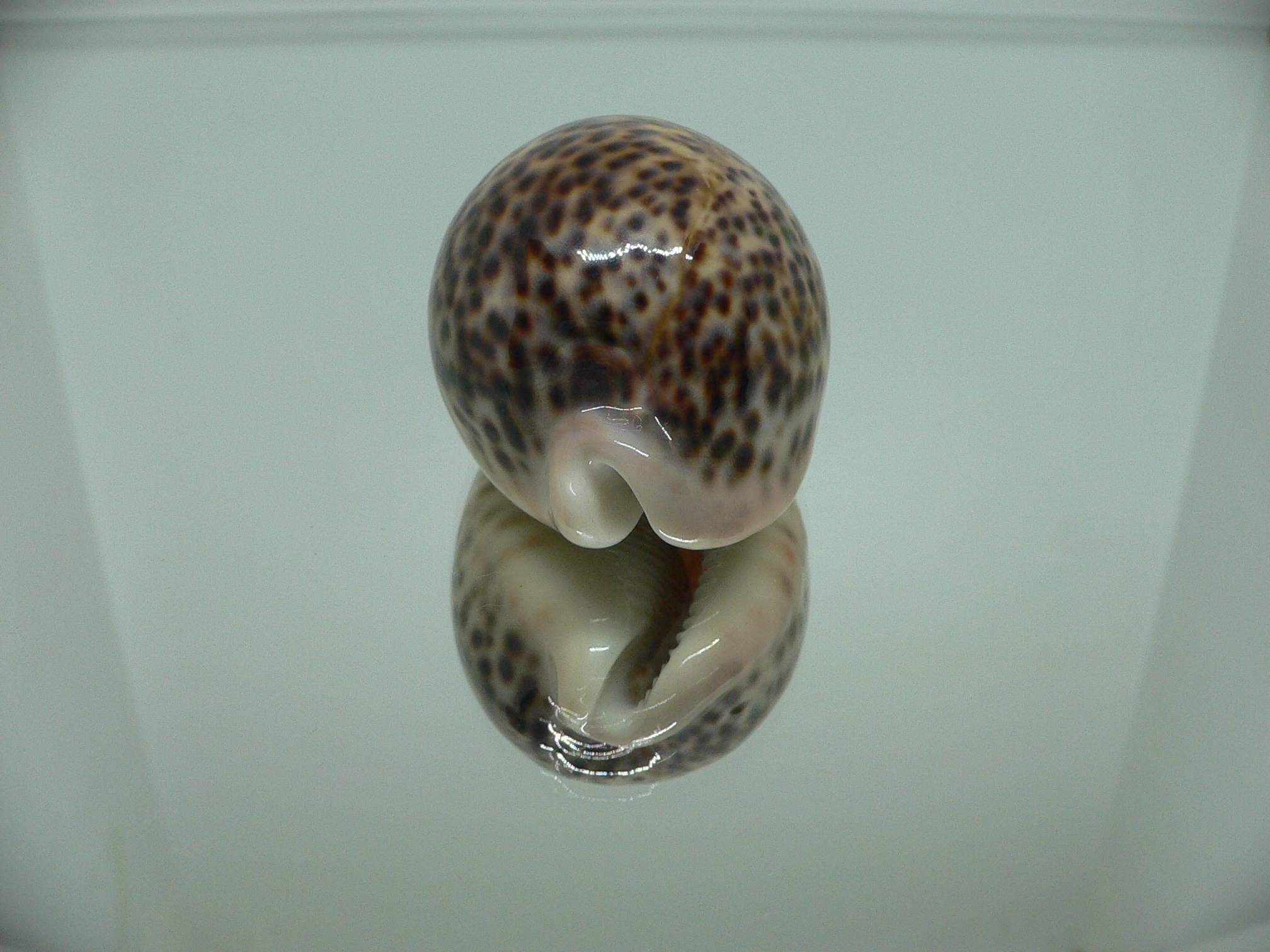 Cypraea pantherina YELLOW