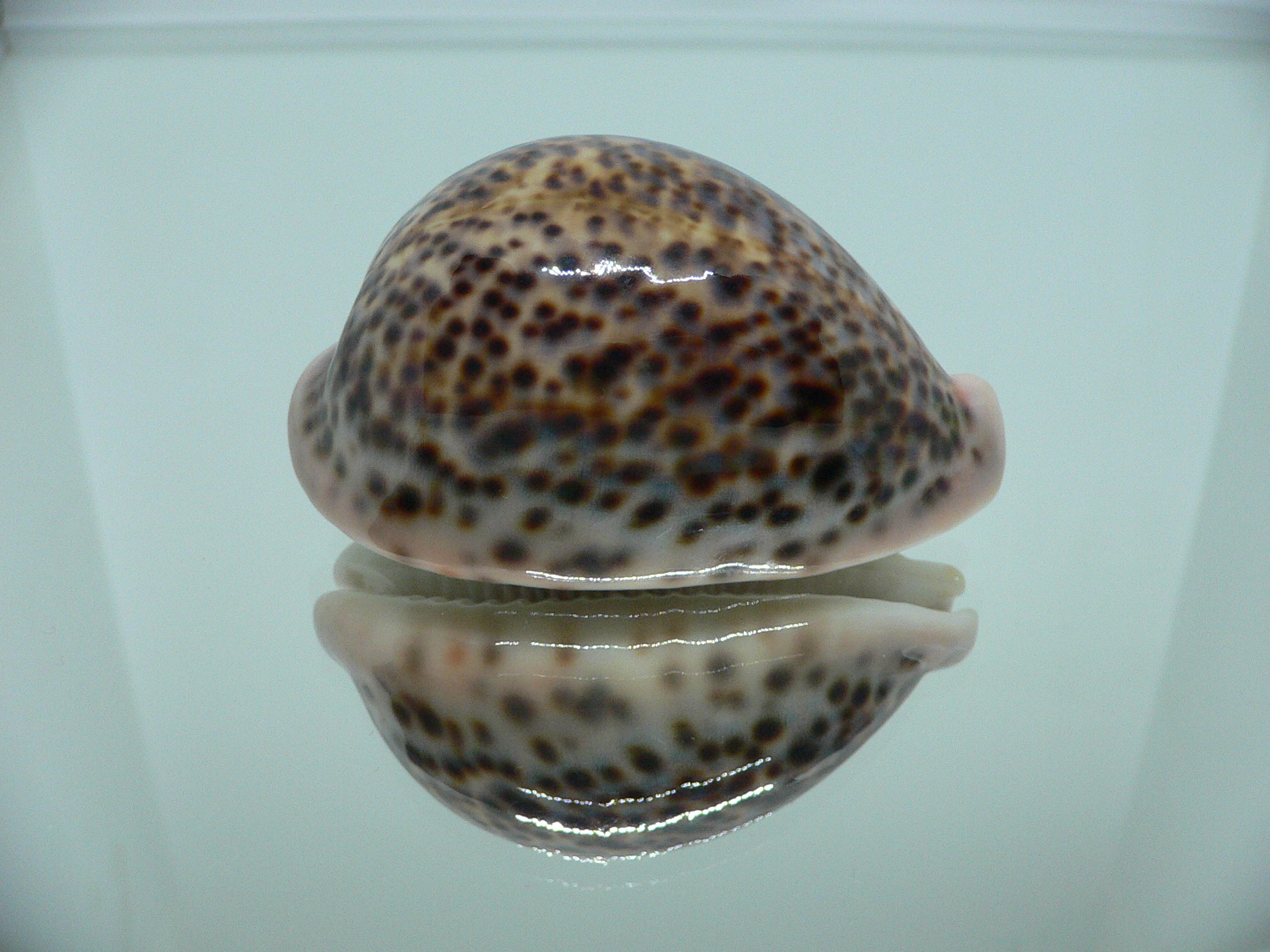 Cypraea pantherina YELLOW