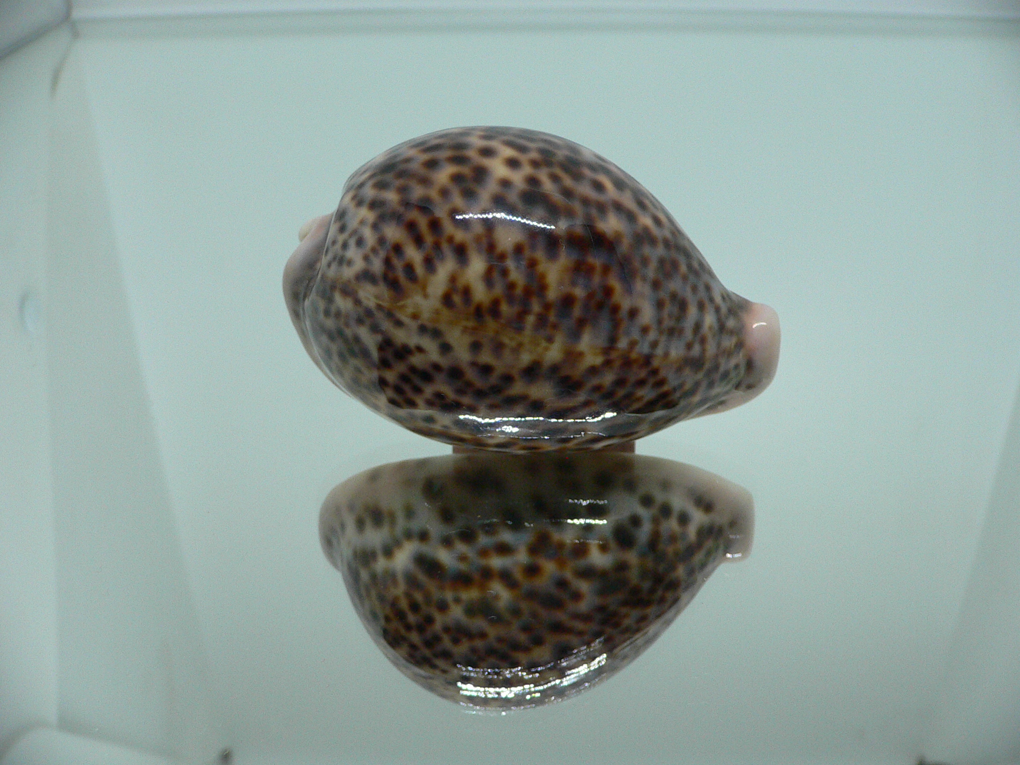 Cypraea pantherina YELLOW