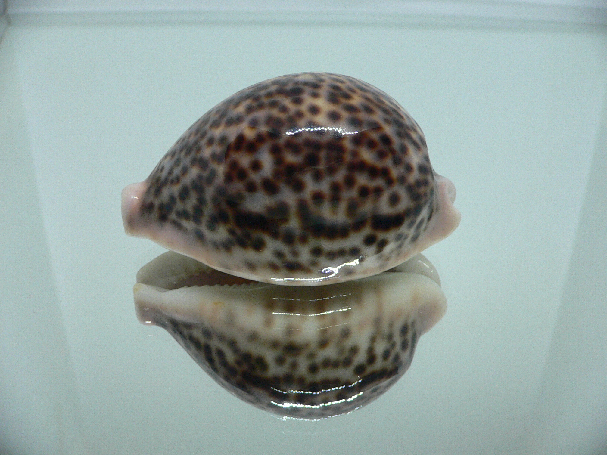 Cypraea pantherina YELLOW