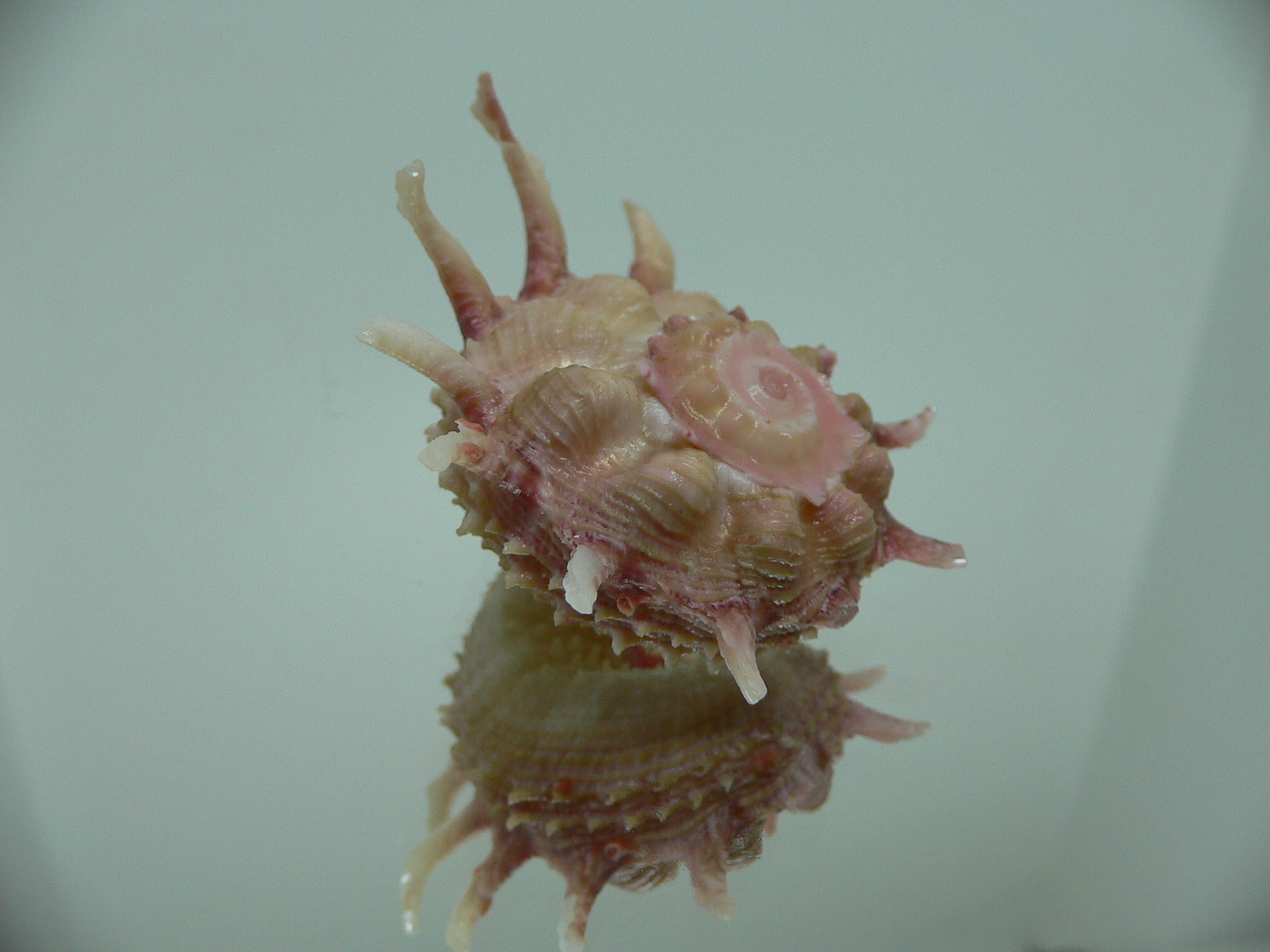 Angaria sphaerula PINK