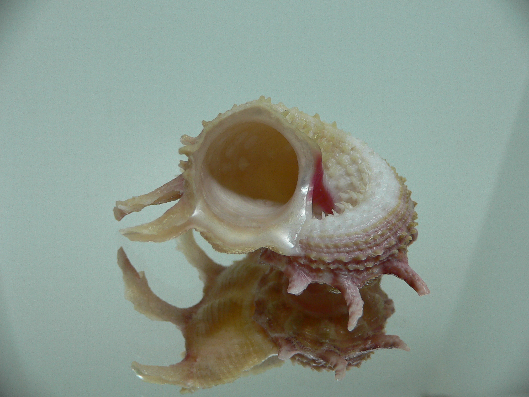 Angaria sphaerula PINK