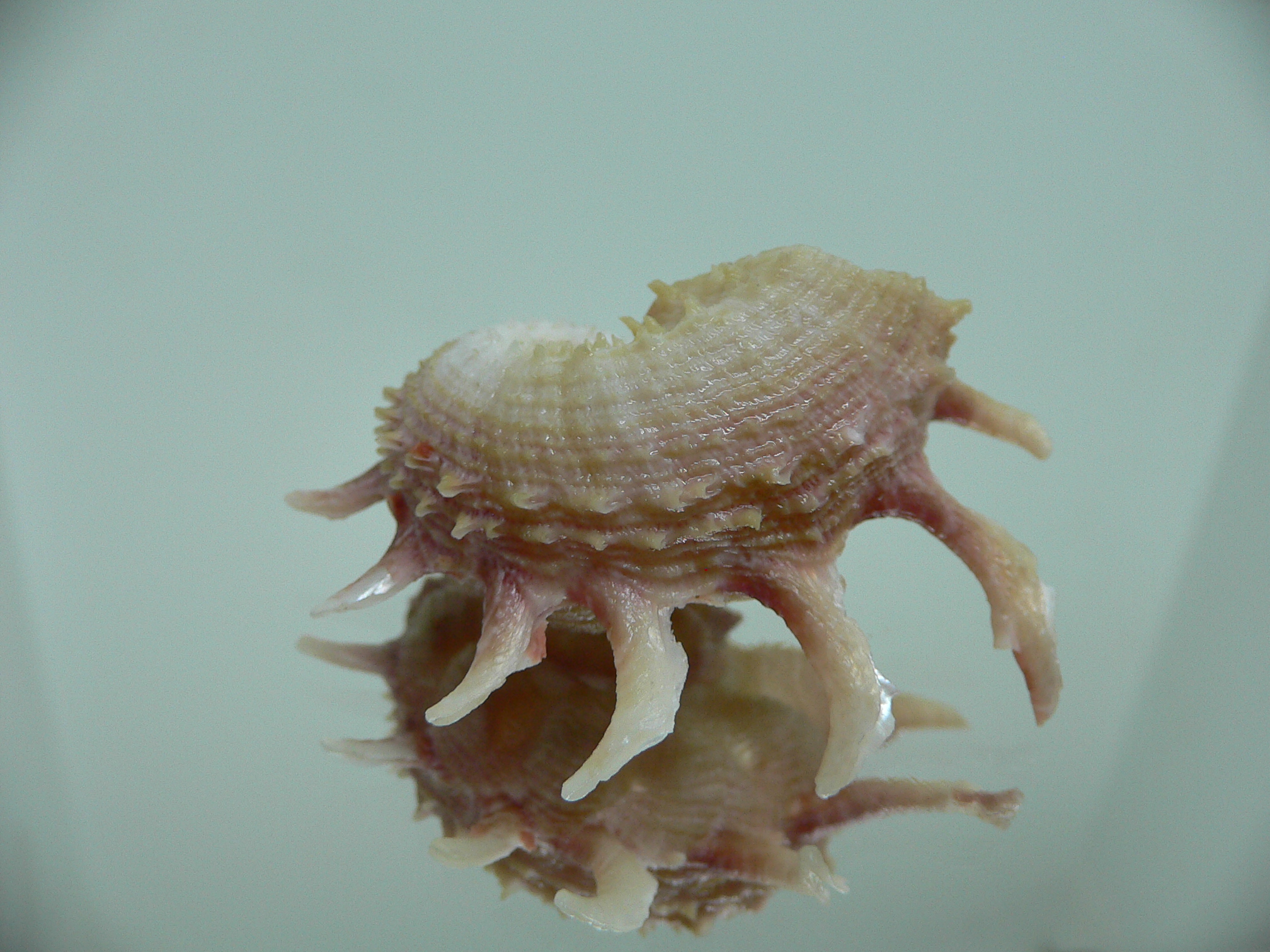 Angaria sphaerula PINK