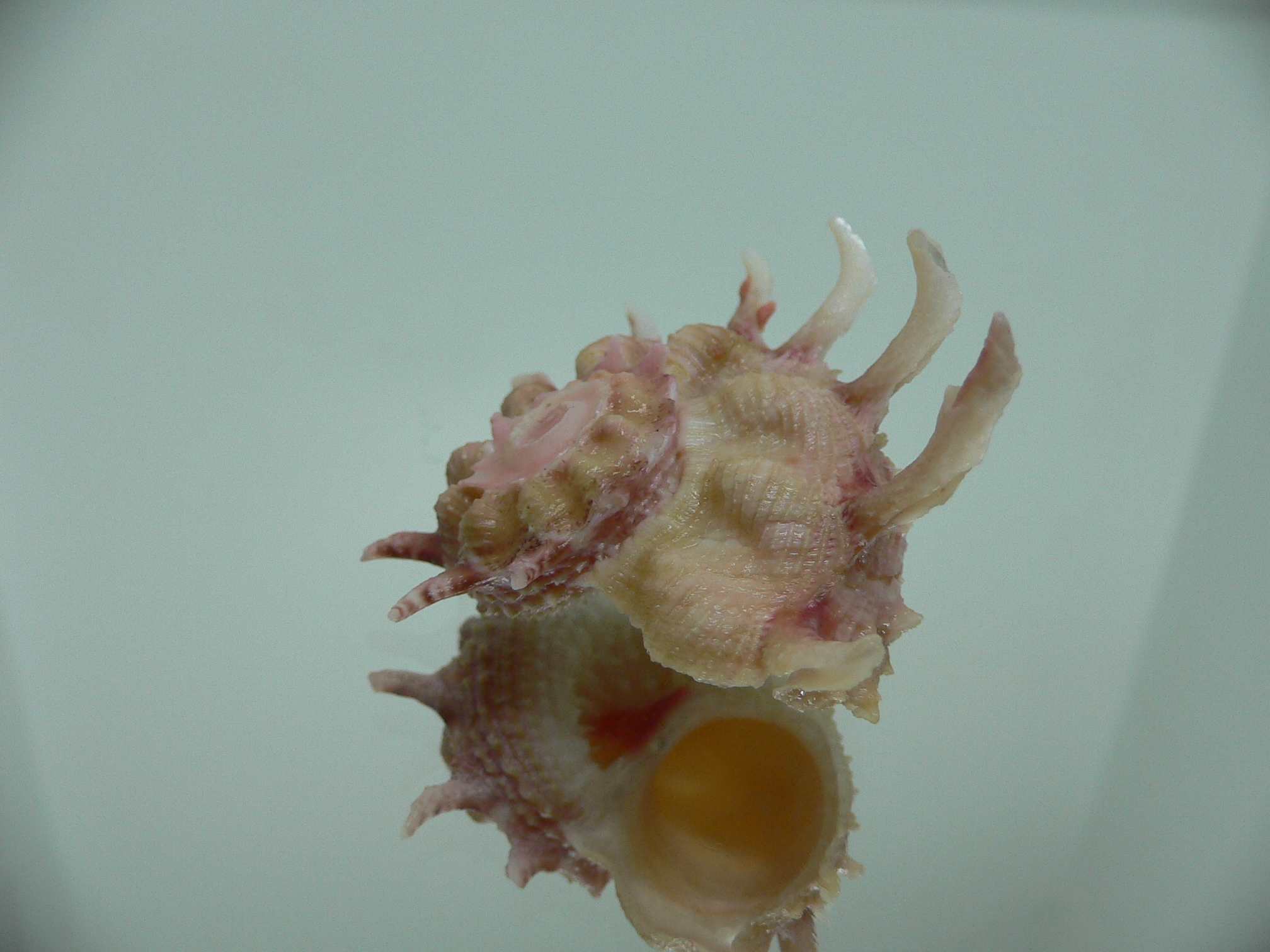 Angaria sphaerula PINK