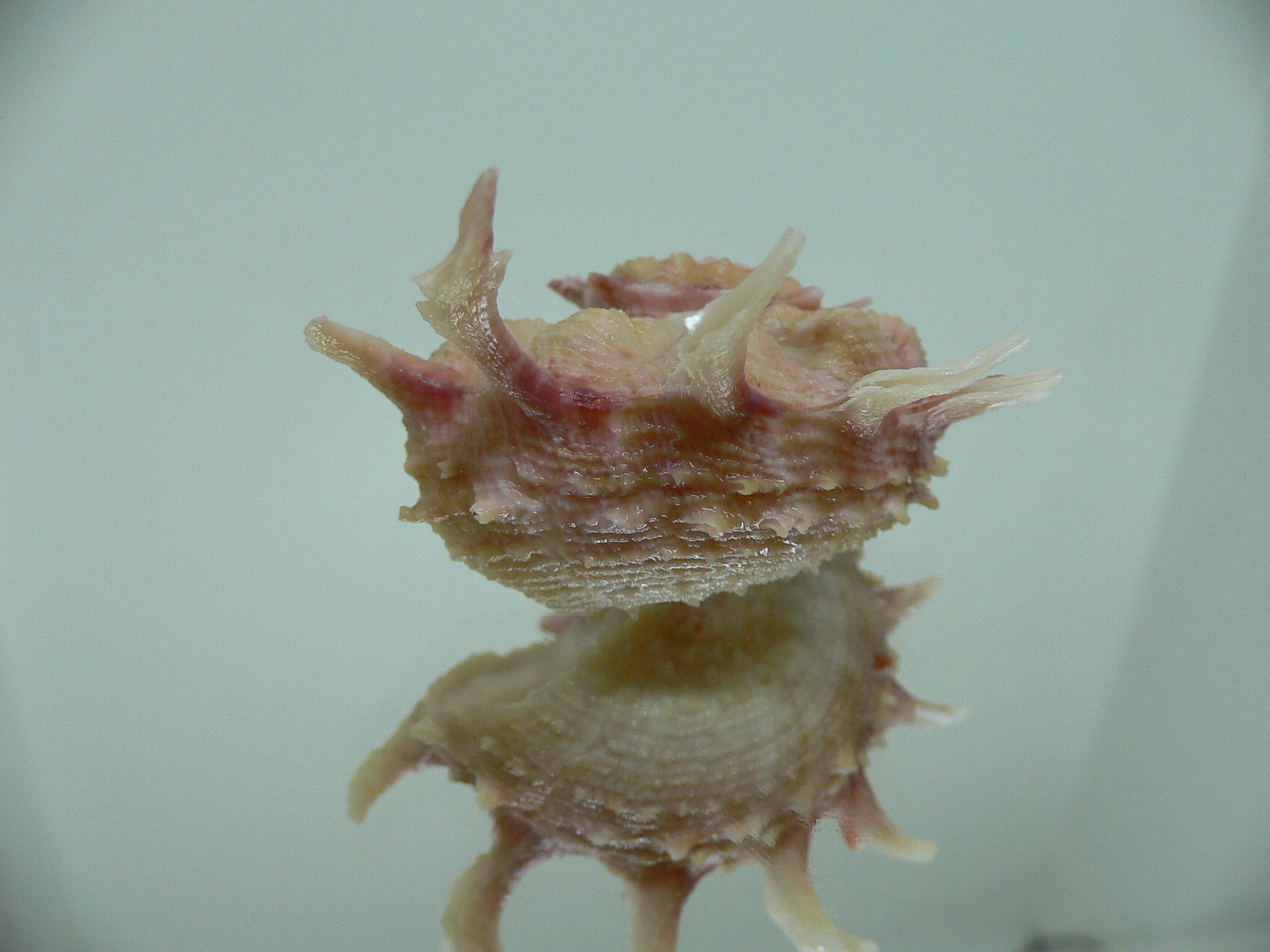 Angaria sphaerula PINK