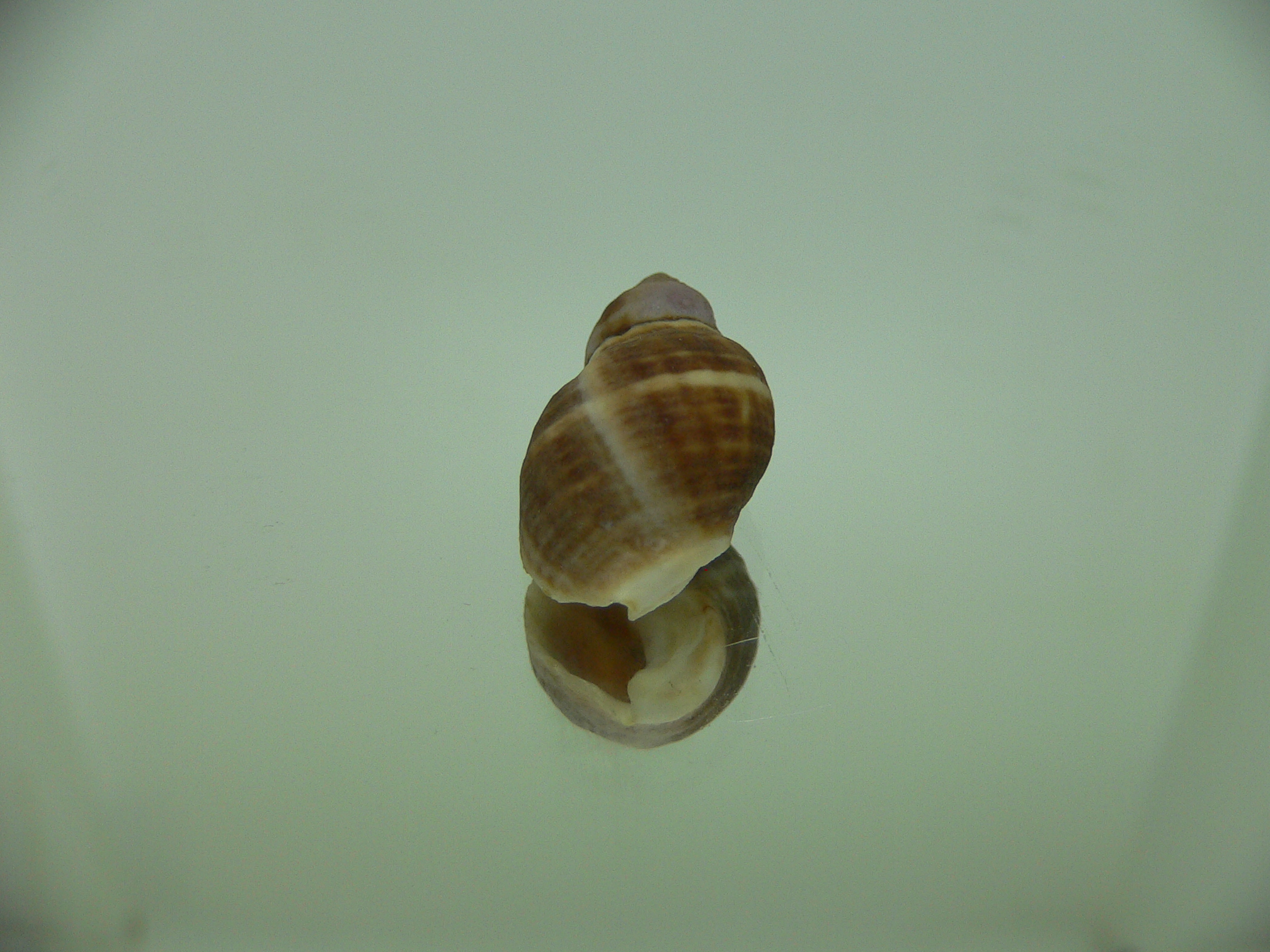 Neothais nesiotes BROWN & BIG