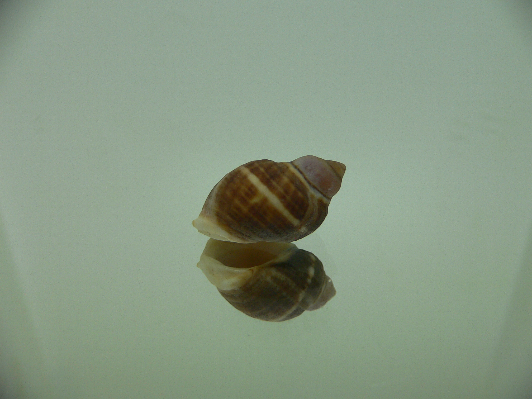 Neothais nesiotes BROWN & BIG