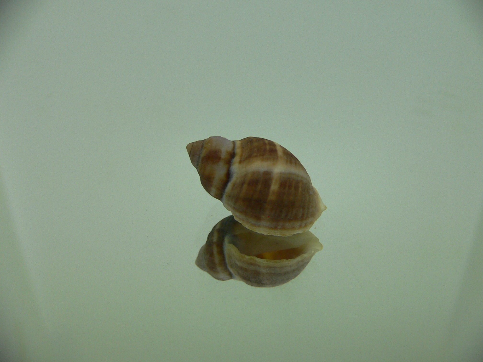 Neothais nesiotes BROWN & BIG