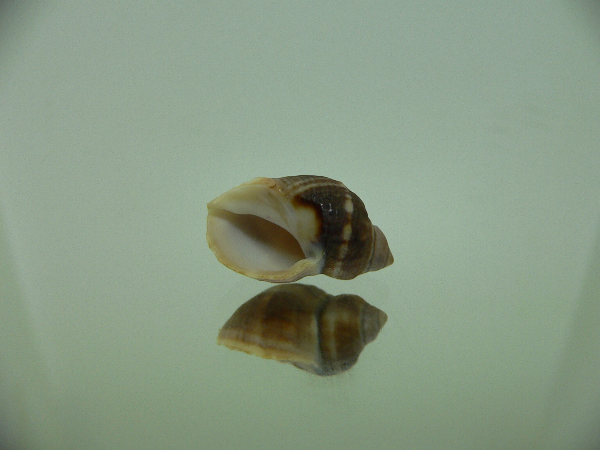Neothais nesiotes BROWN & BIG