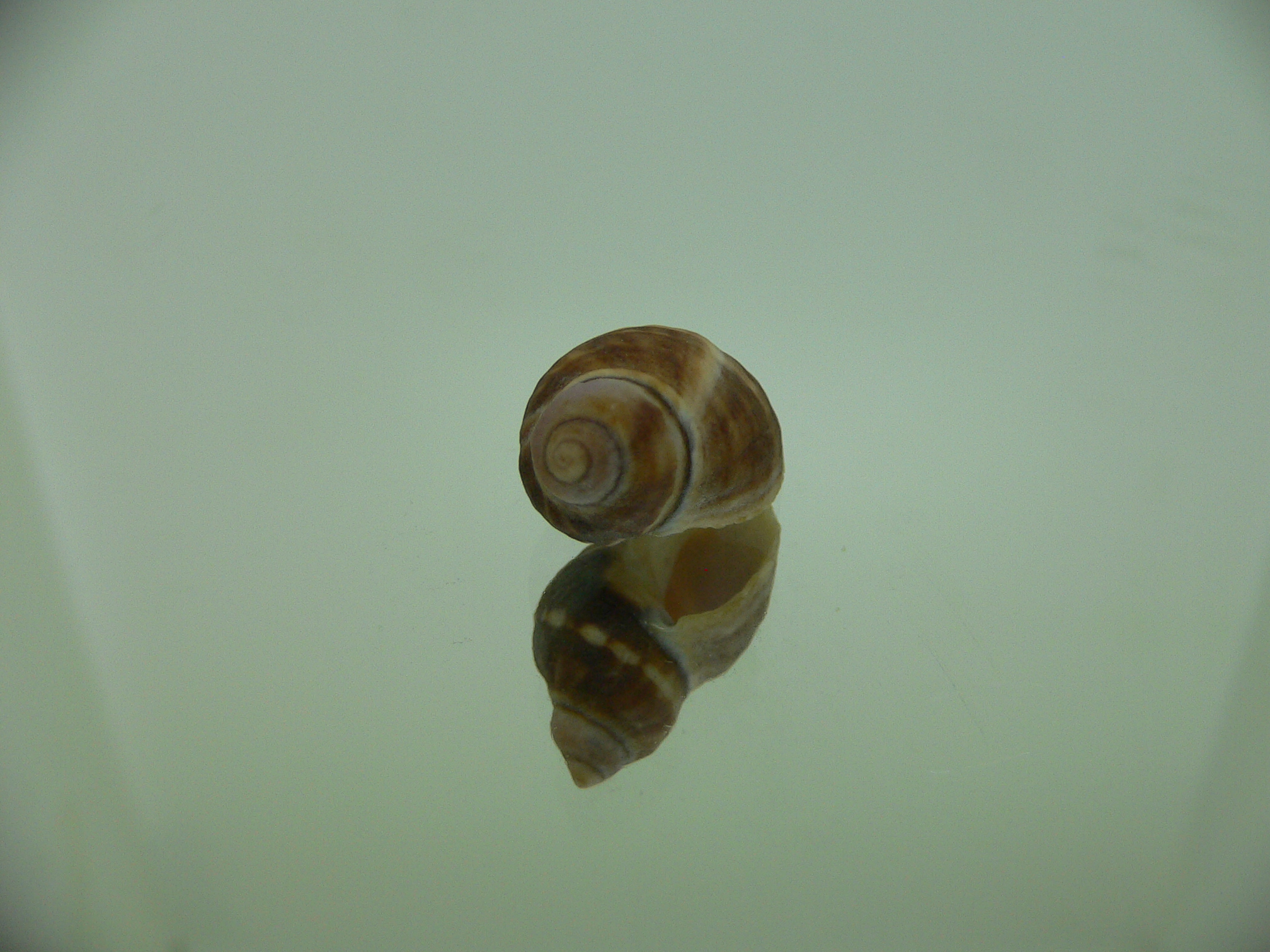 Neothais nesiotes BROWN & BIG