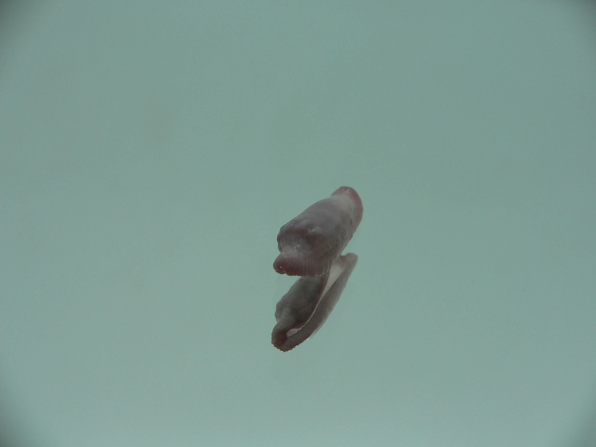 Amonovula piriei VIOLET