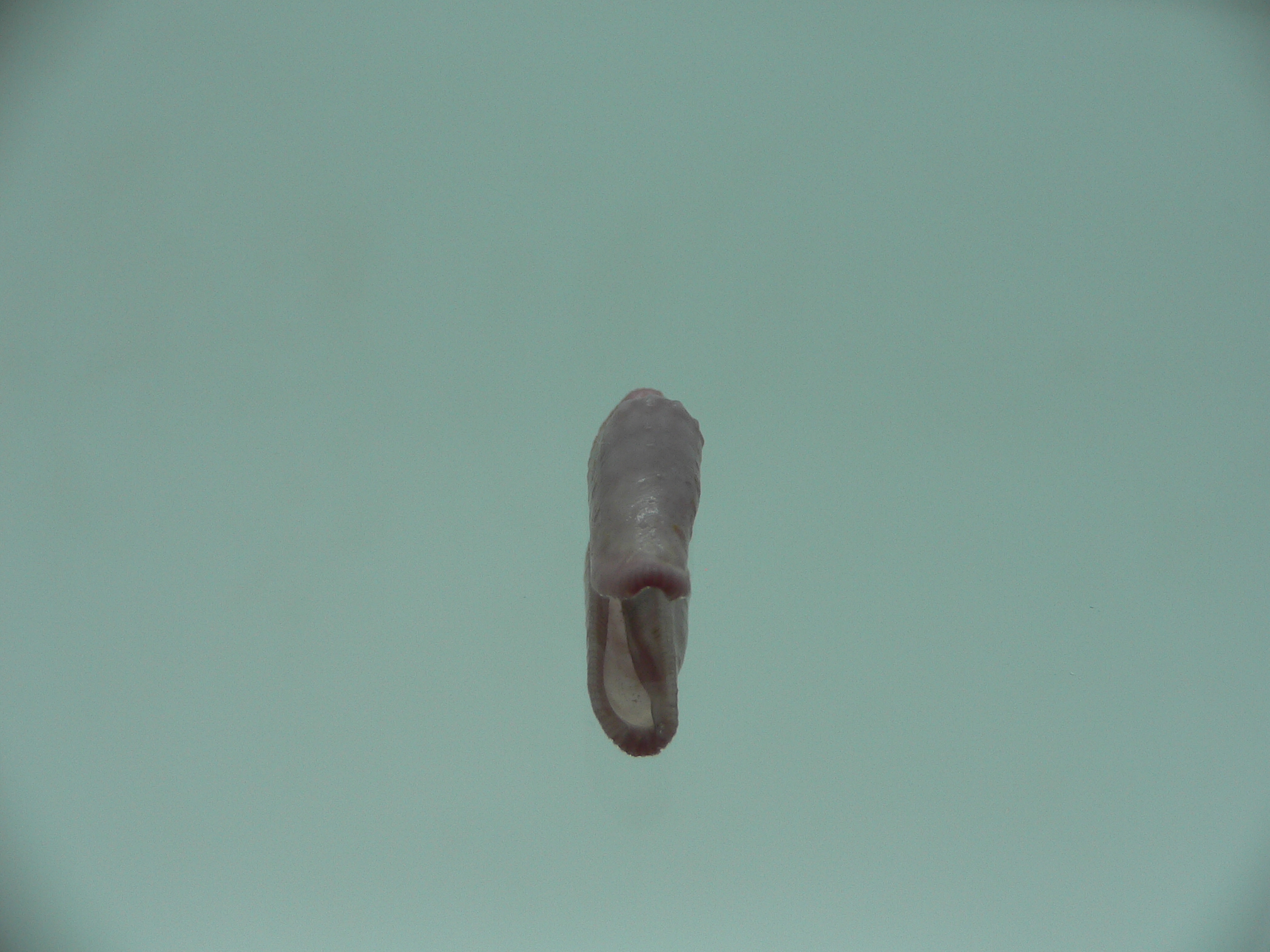 Amonovula piriei VIOLET