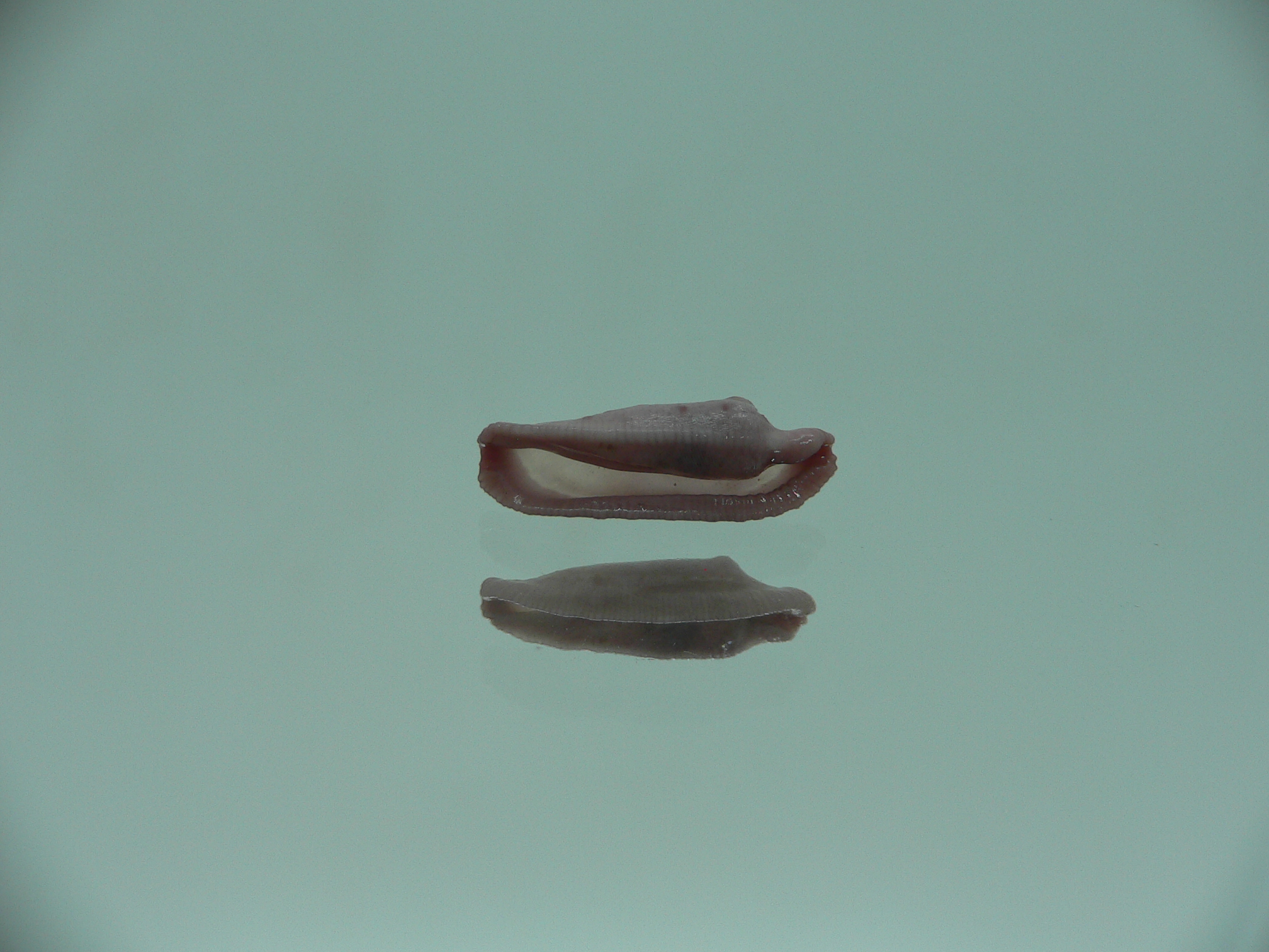 Amonovula piriei VIOLET