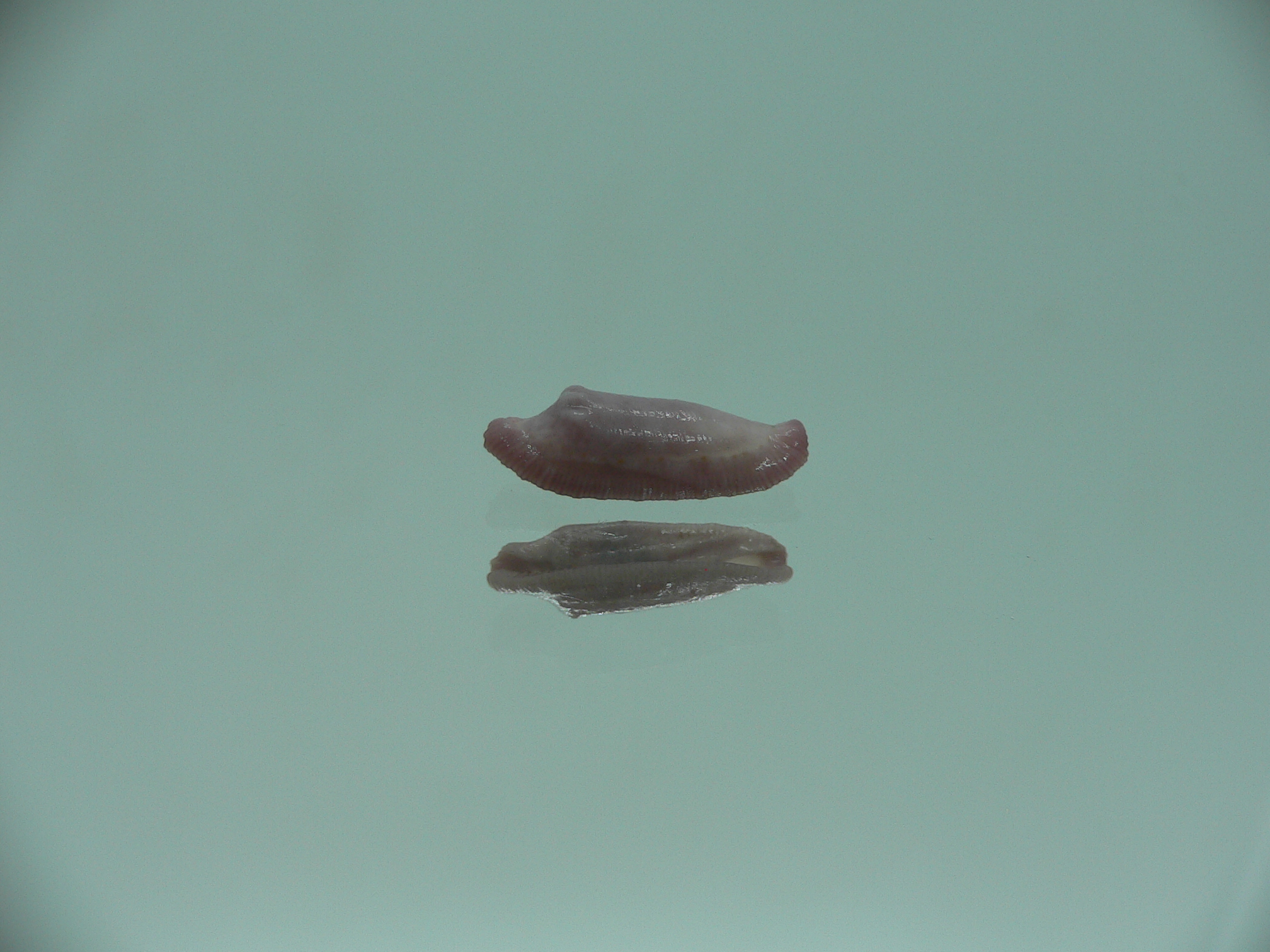 Amonovula piriei VIOLET