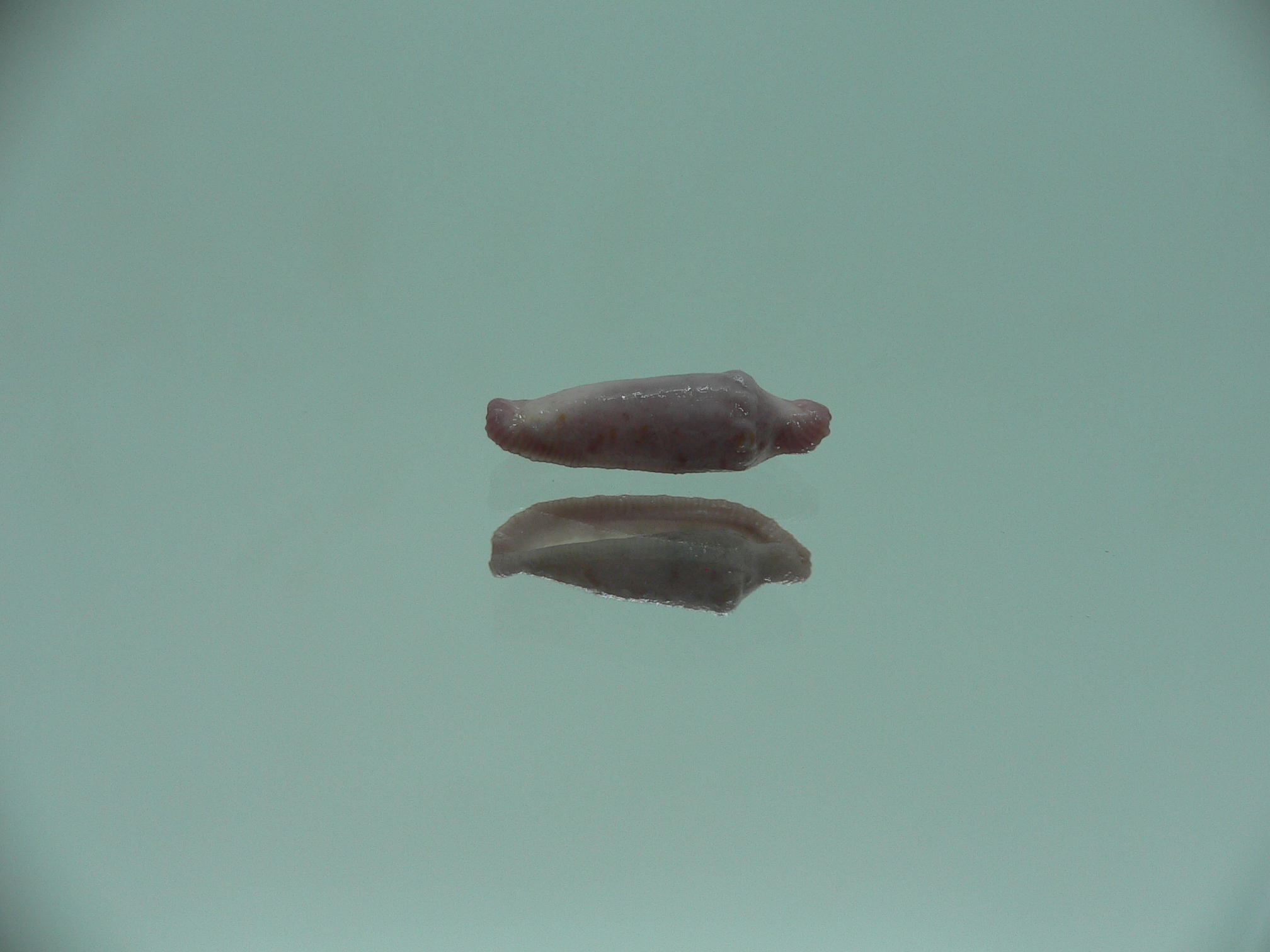 Amonovula piriei VIOLET