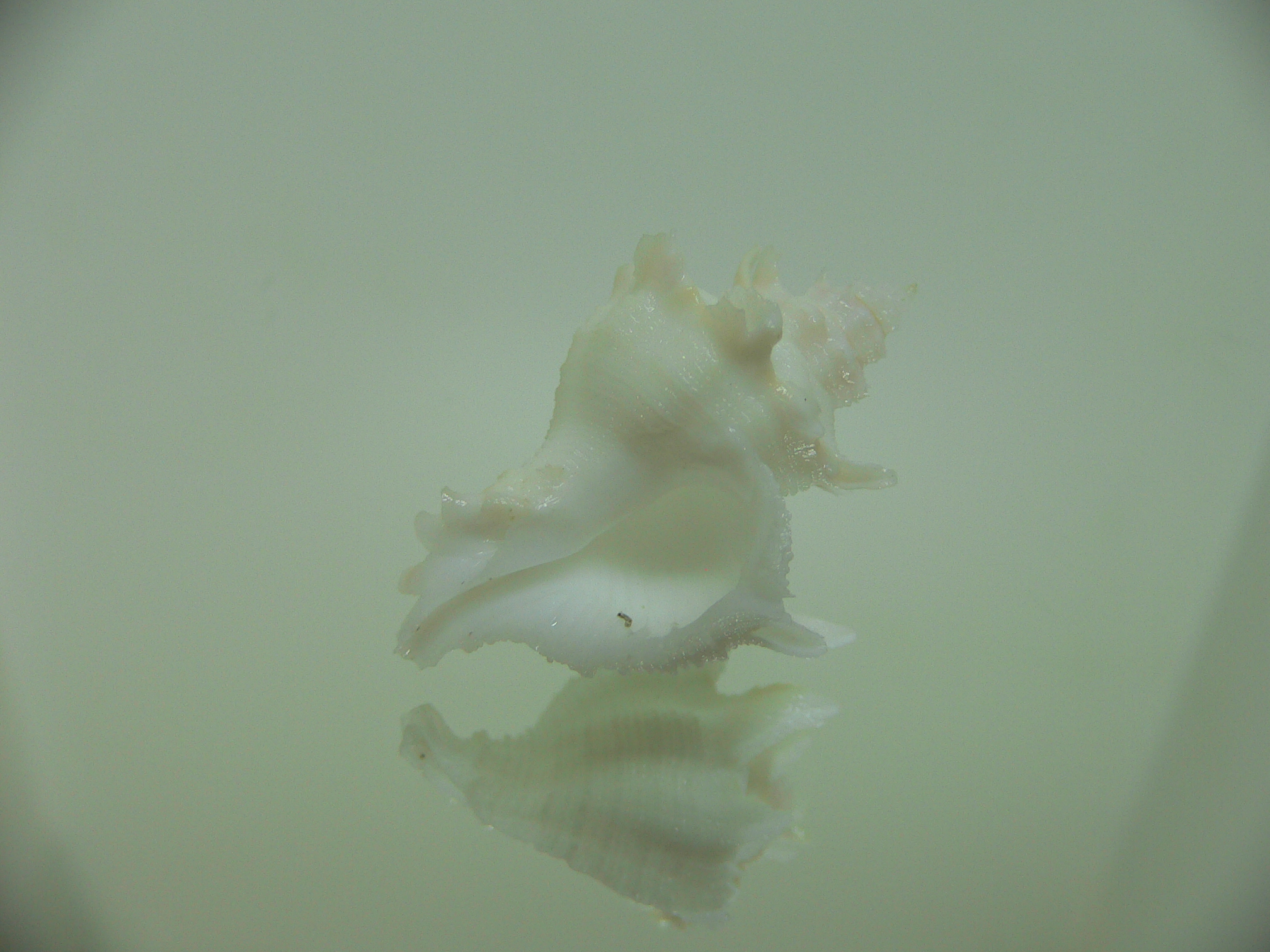 Babelomurex armatus SPIKES