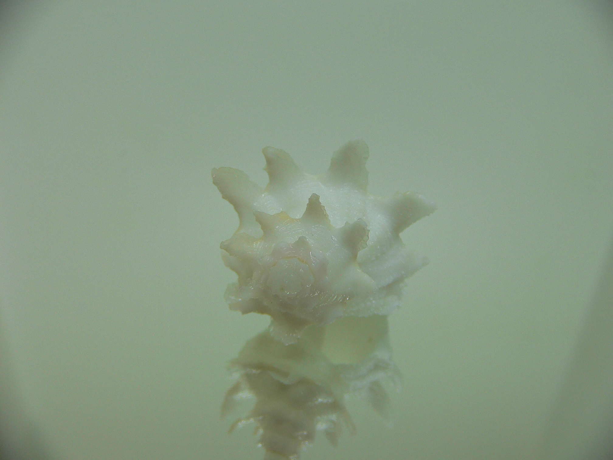 Babelomurex armatus SPIKES