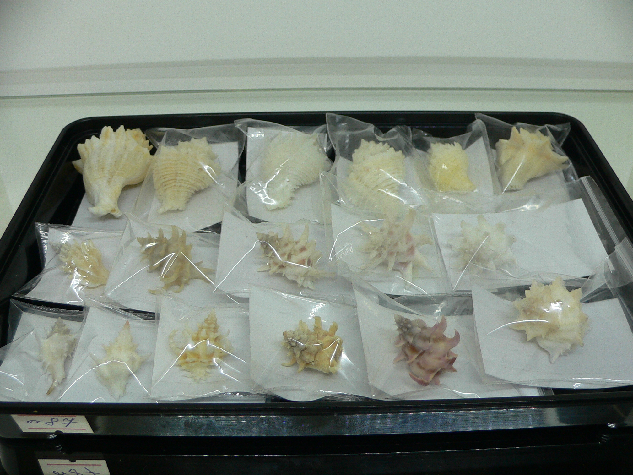 Babelomurex armatus SPIKES