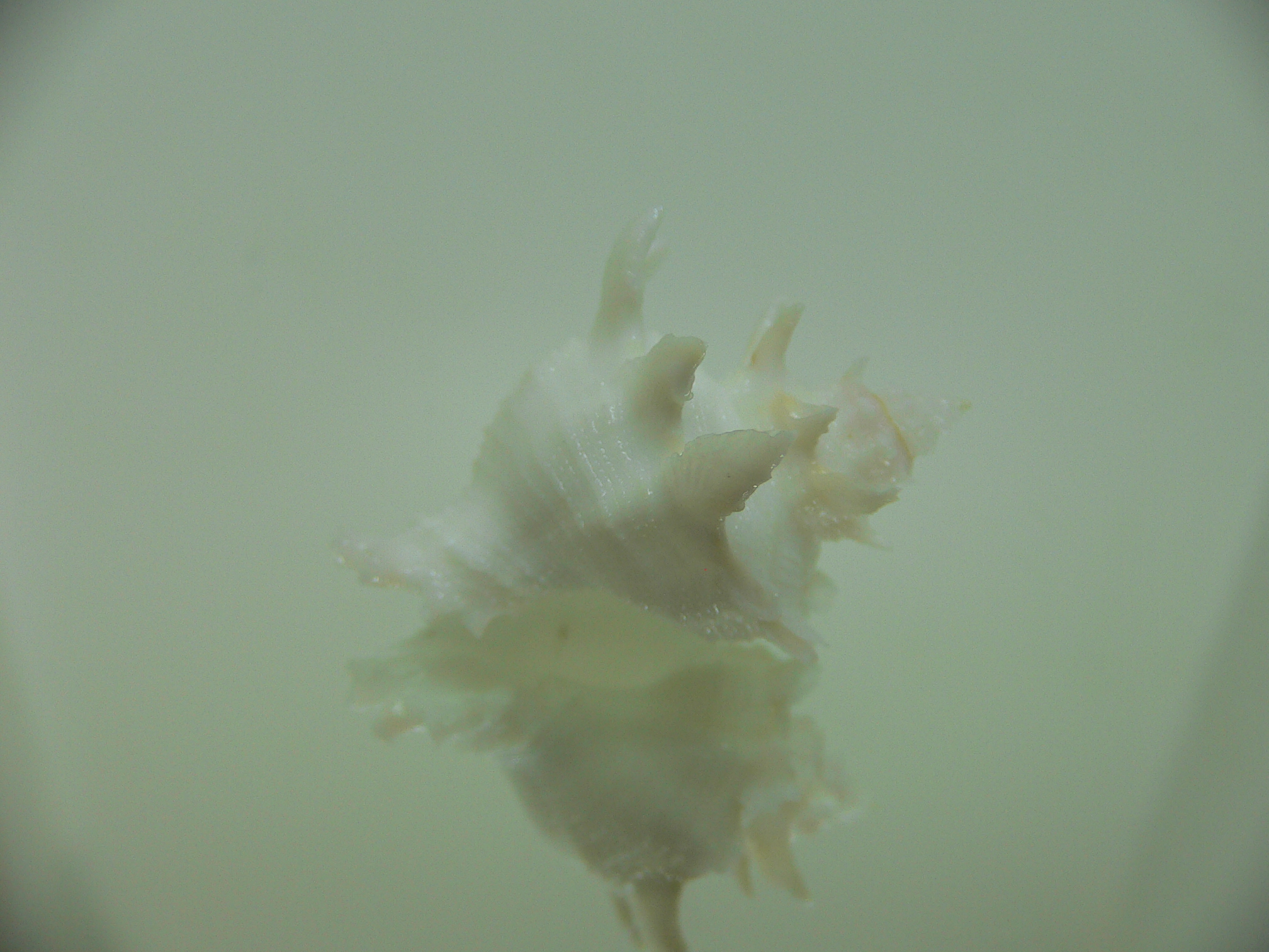Babelomurex armatus SPIKES