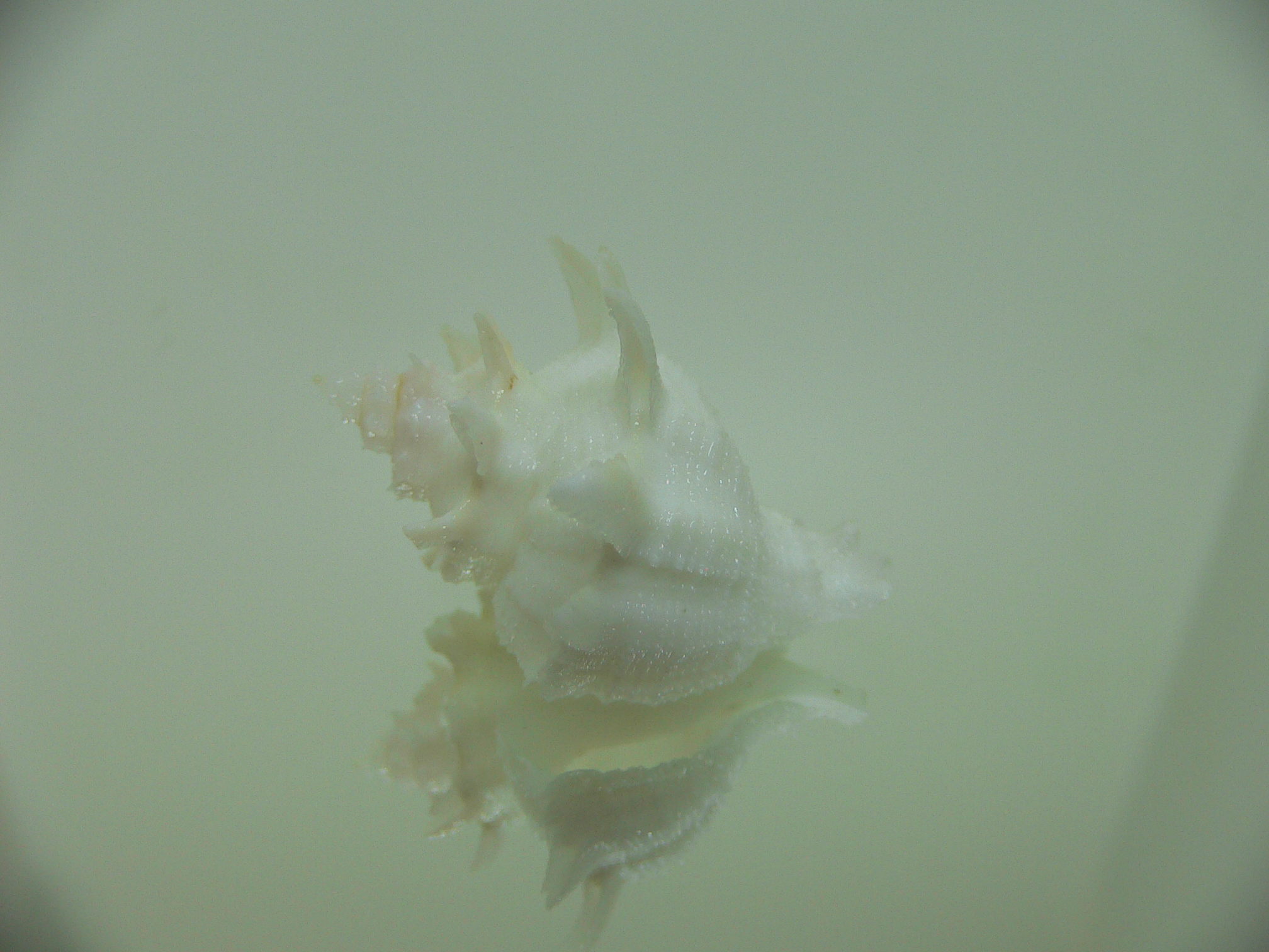 Babelomurex armatus SPIKES