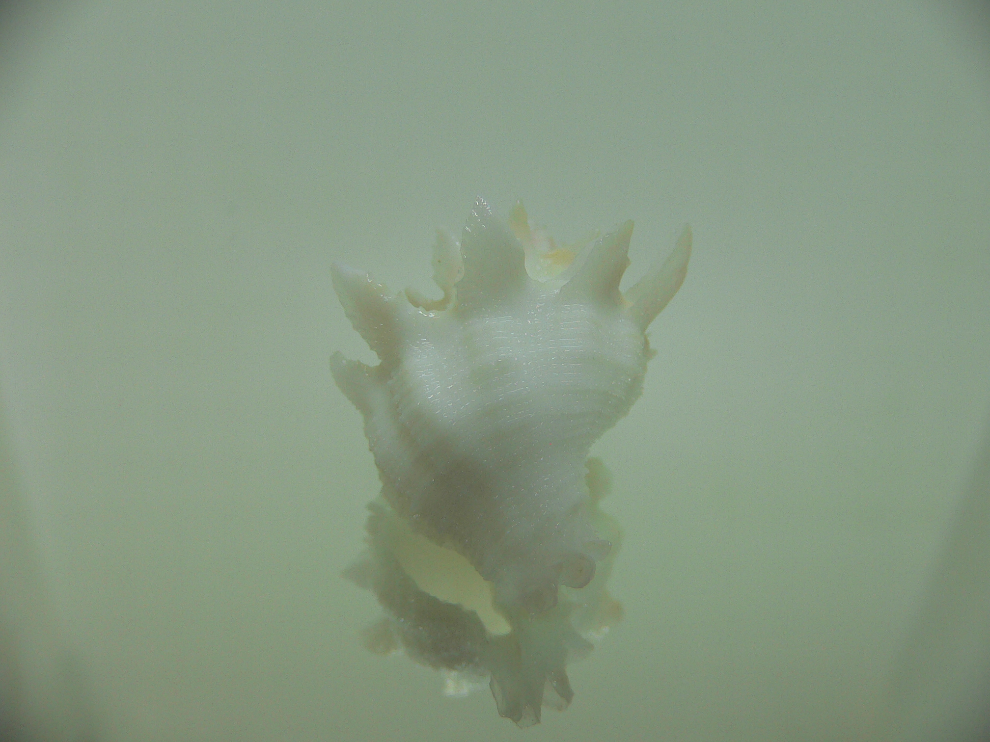 Babelomurex armatus SPIKES