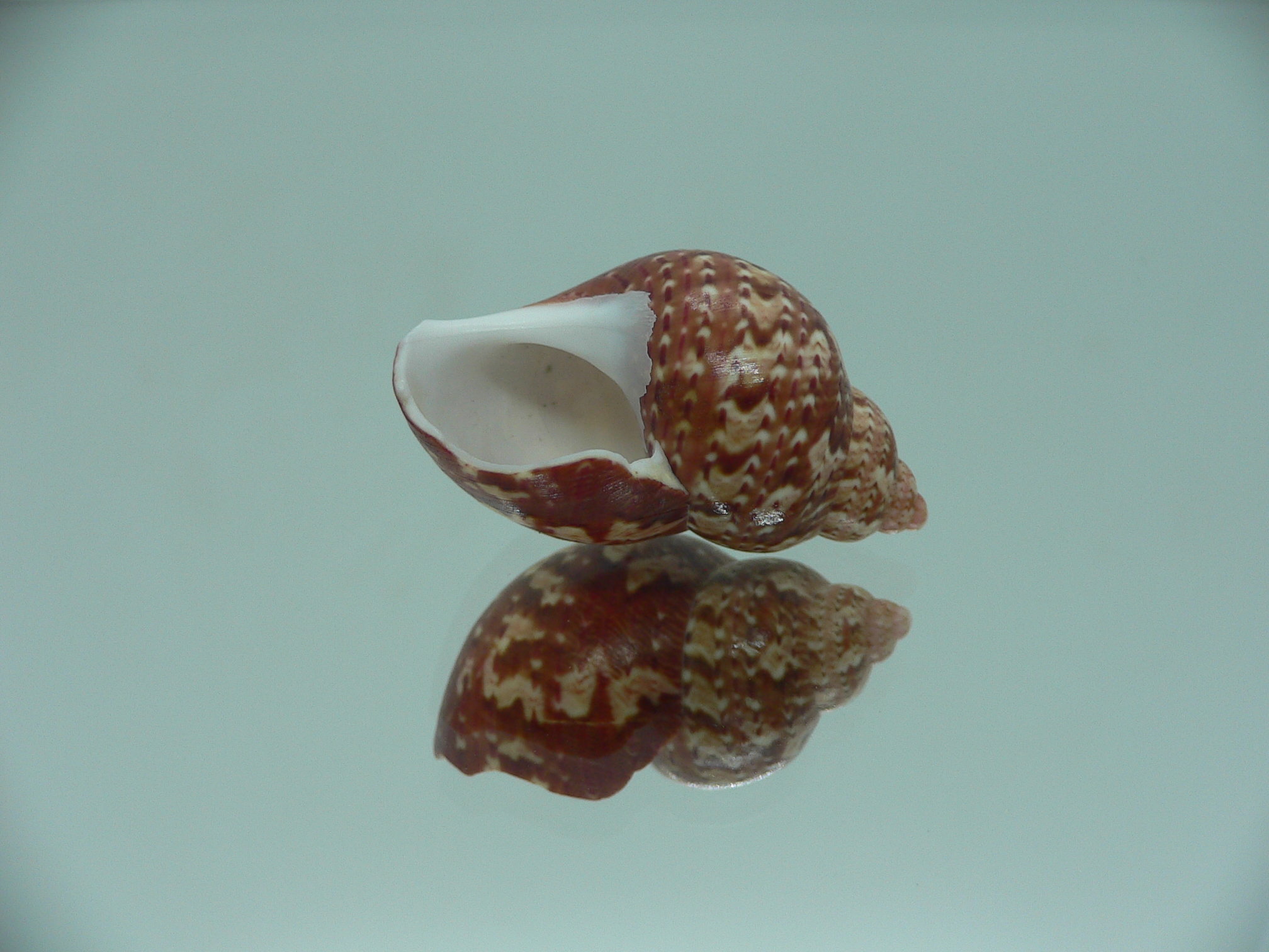 Phasianella ventricosa ENDEMIC & MOTLEY
