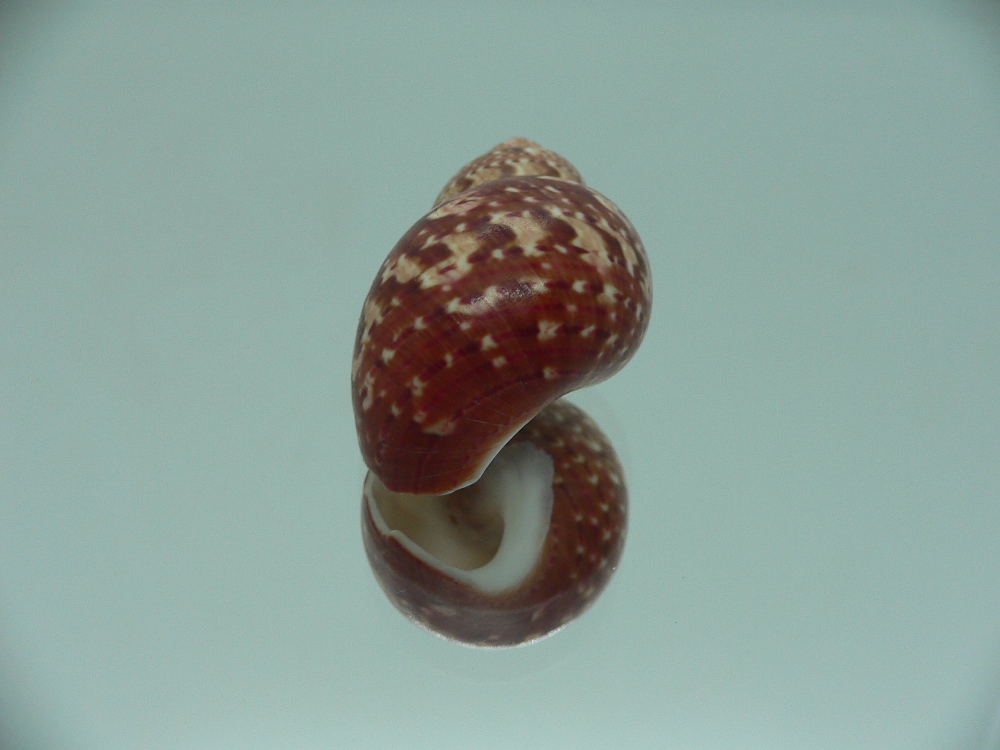 Phasianella ventricosa ENDEMIC & MOTLEY