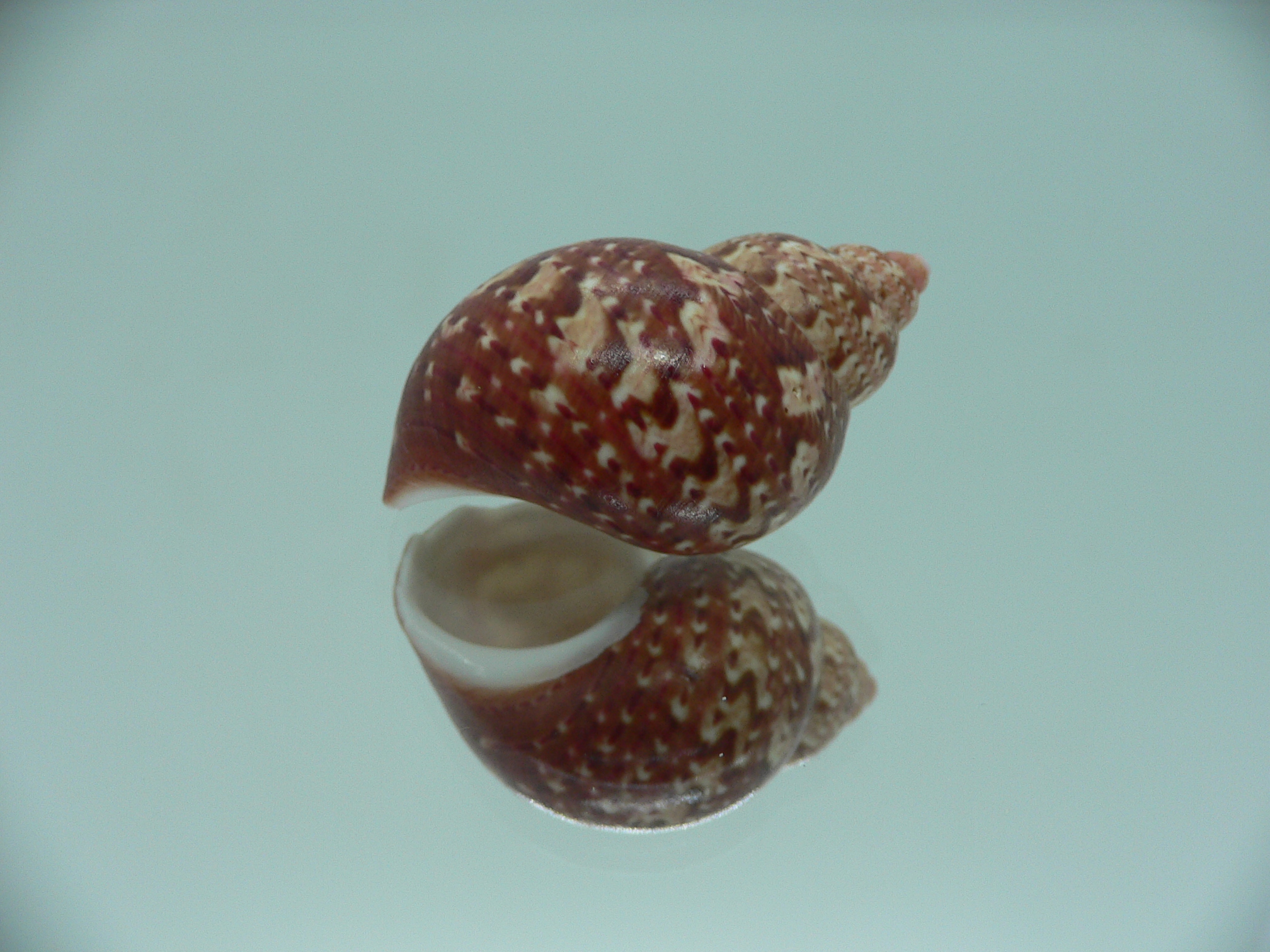 Phasianella ventricosa ENDEMIC & MOTLEY