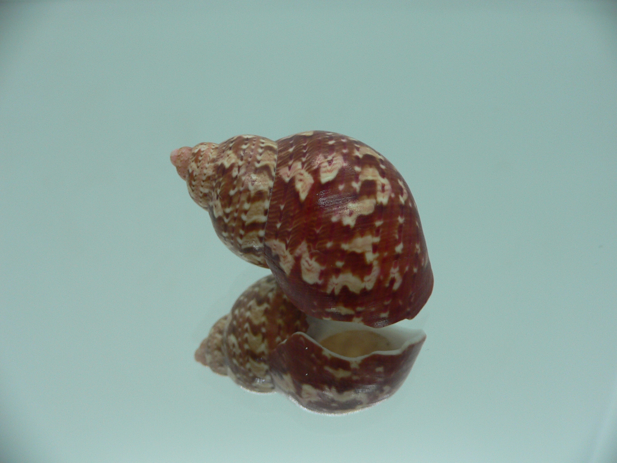 Phasianella ventricosa ENDEMIC & MOTLEY