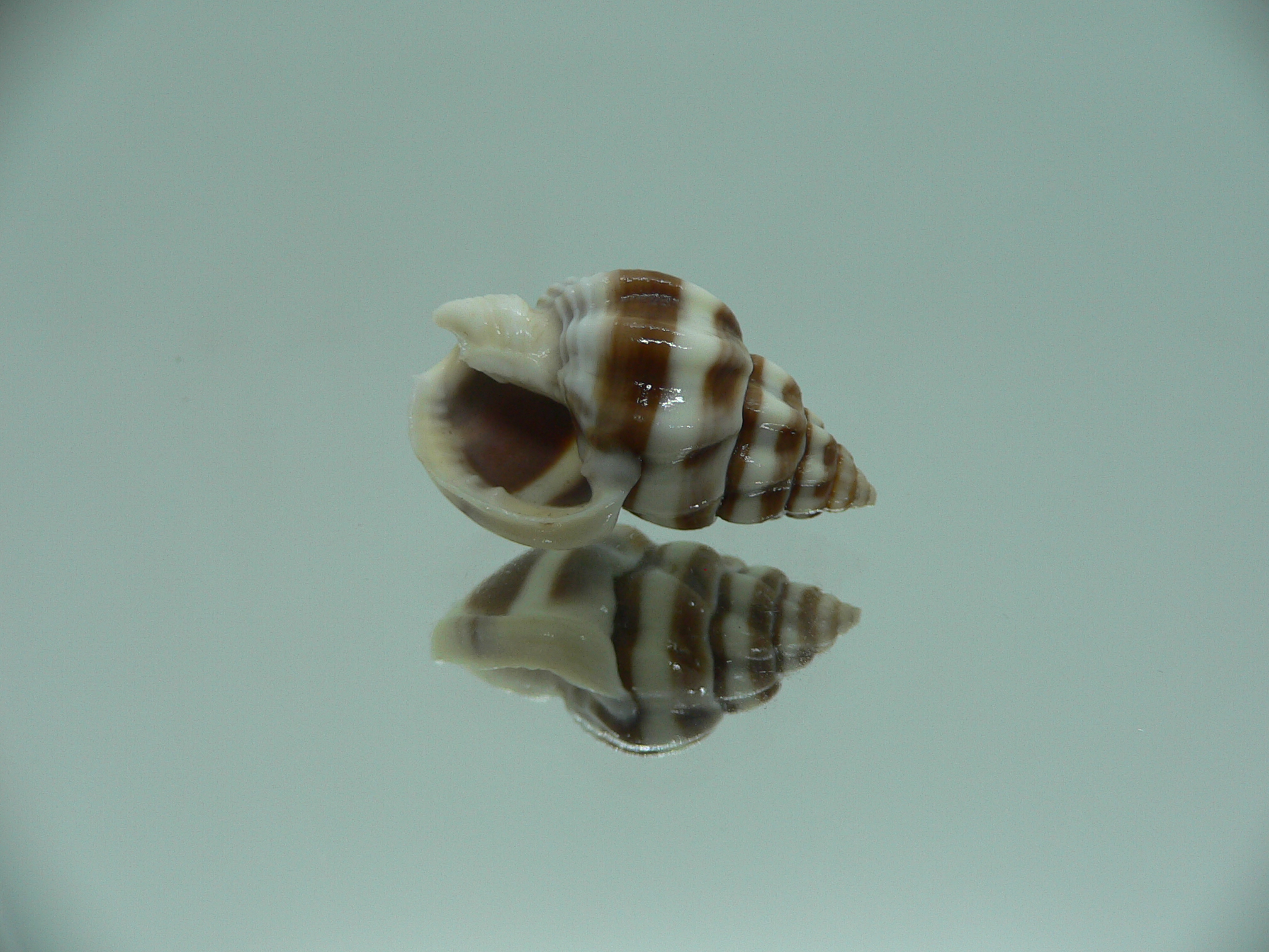 Nassarius stolatus BIG & DARK