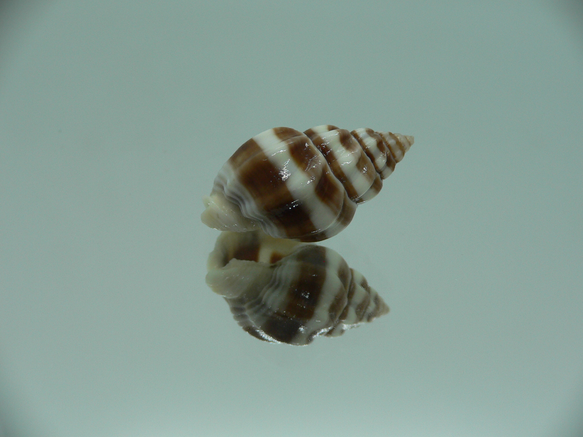Nassarius stolatus BIG & DARK