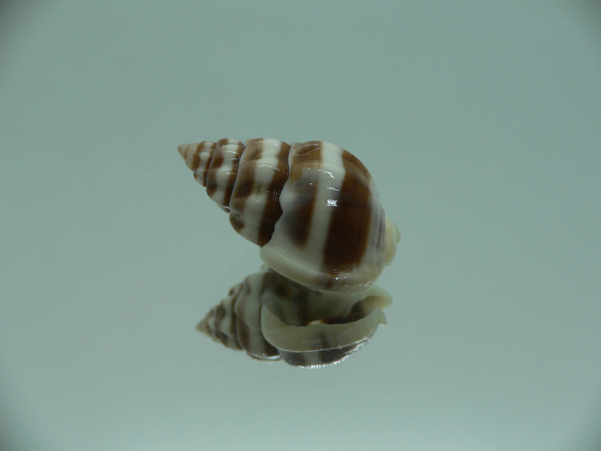 Nassarius stolatus BIG & DARK