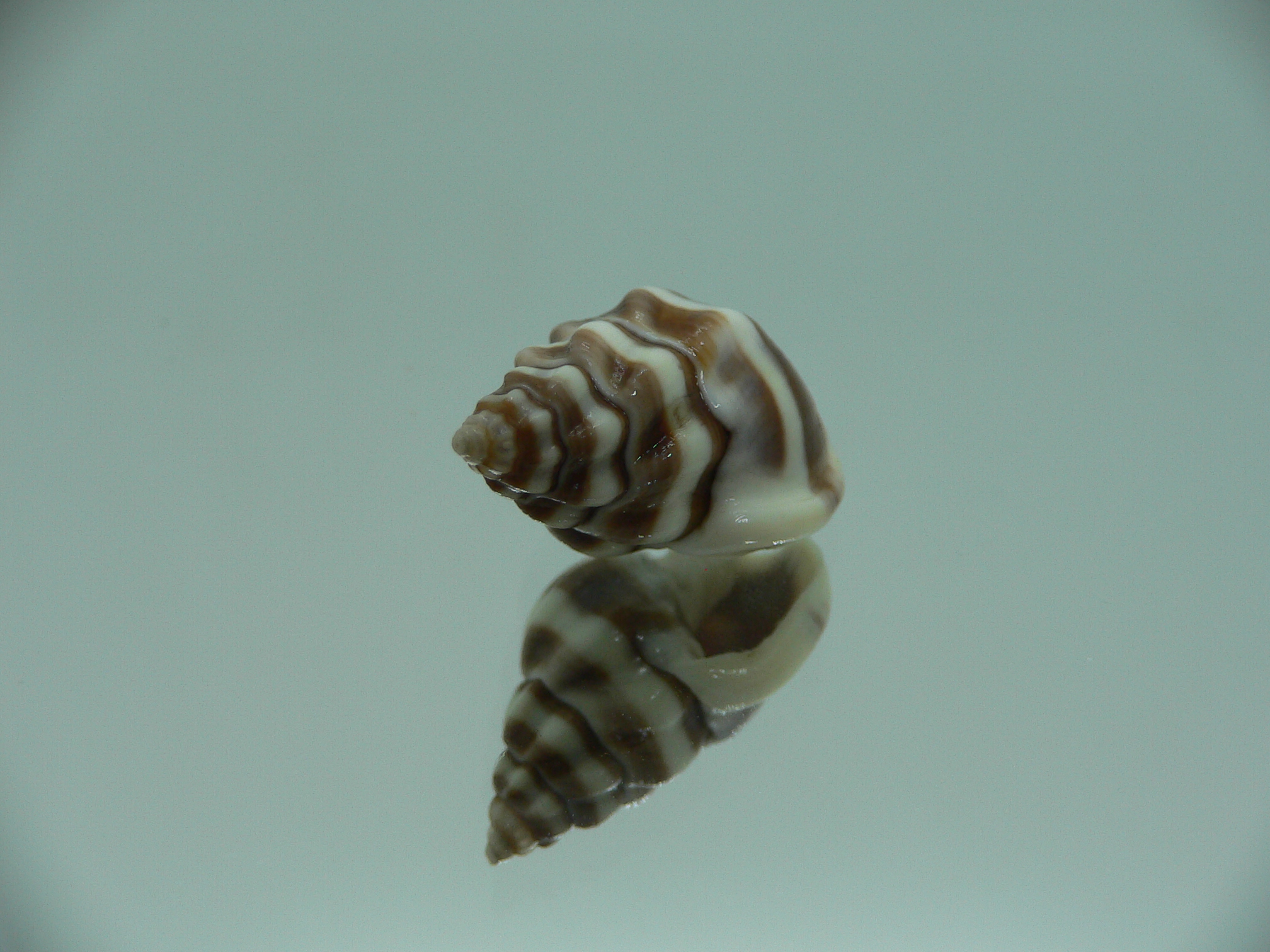 Nassarius stolatus BIG & DARK