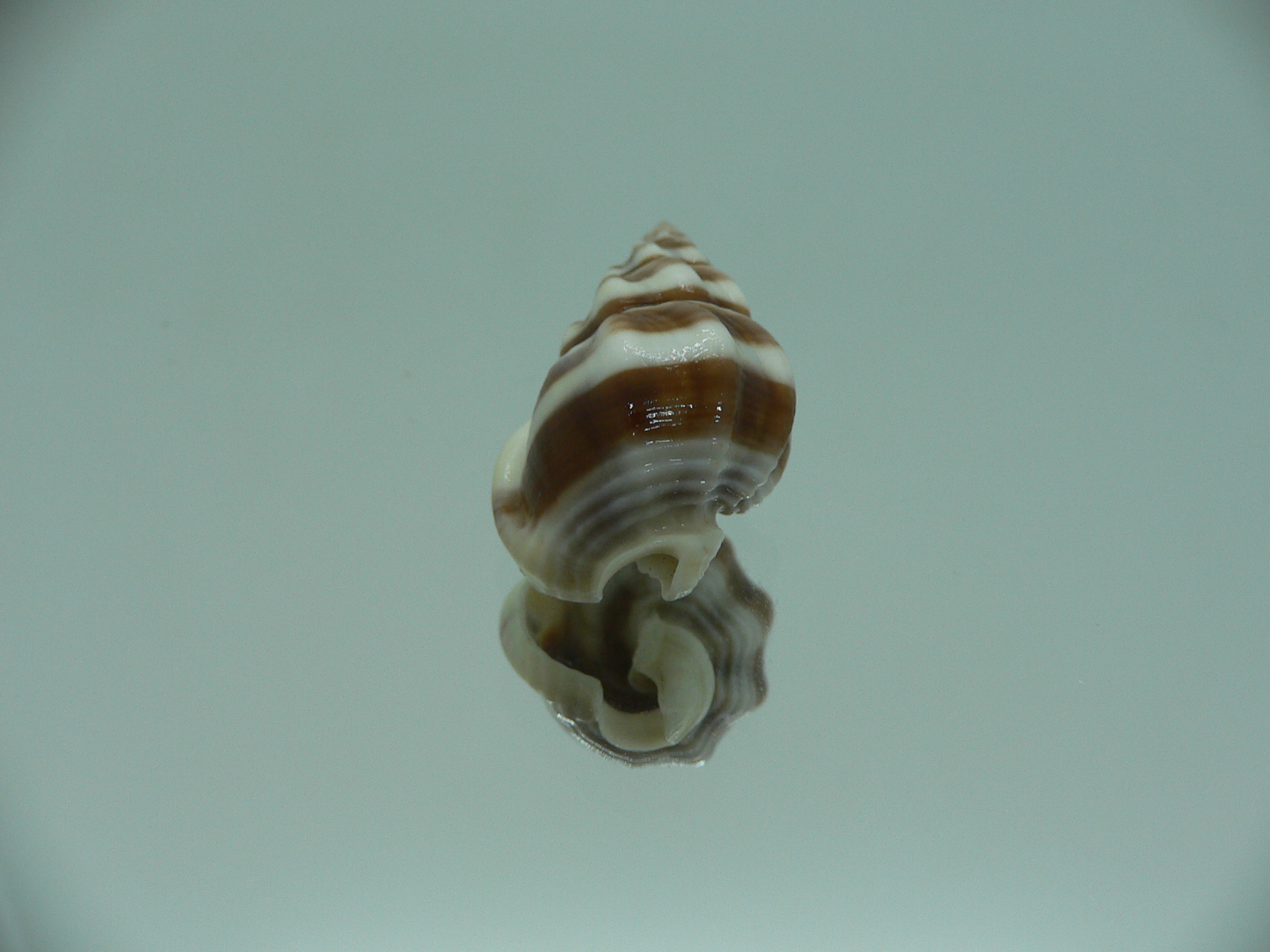 Nassarius stolatus BIG & DARK