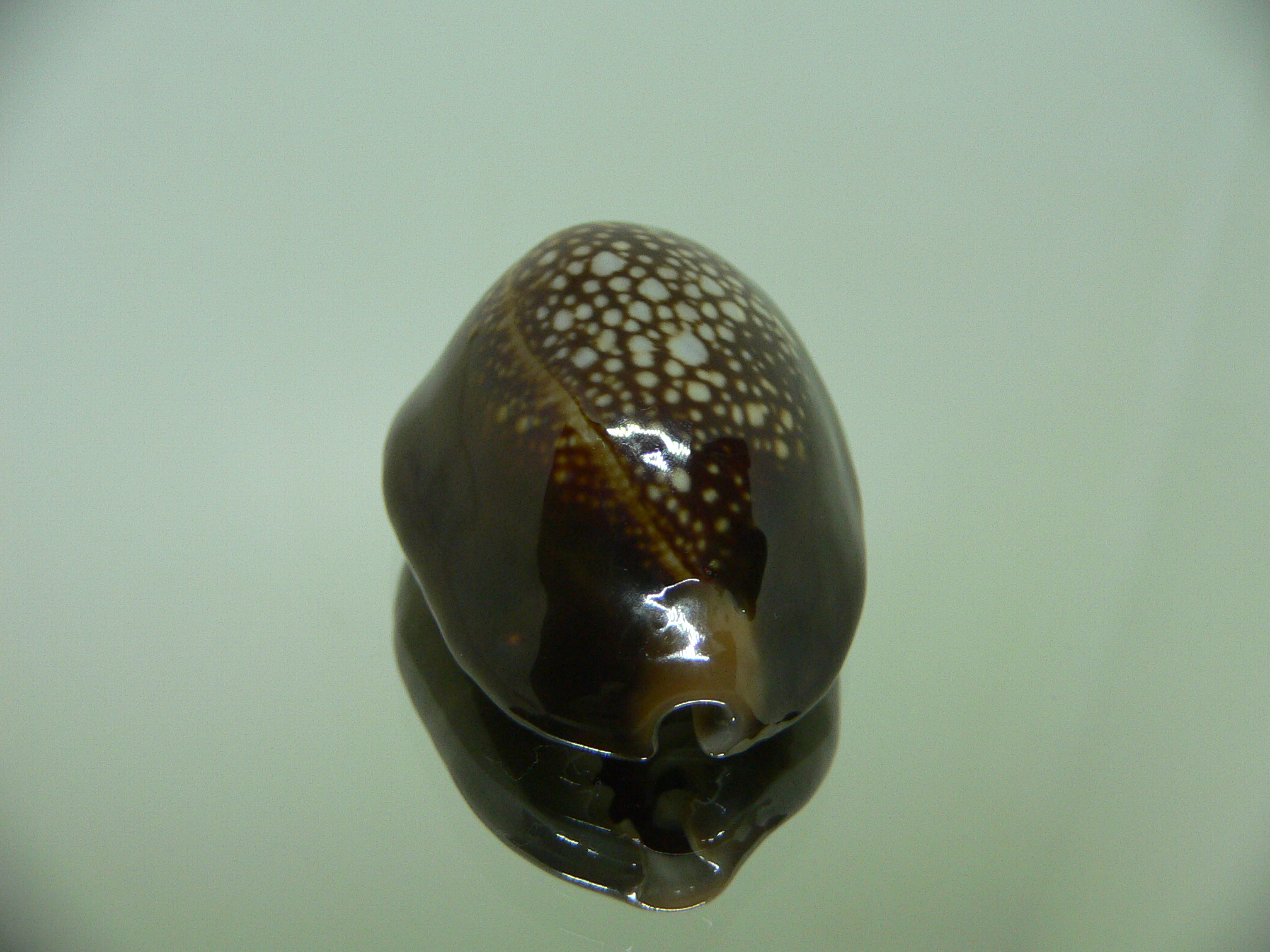 Cypraea caputserpentis BIG & INTERESTING