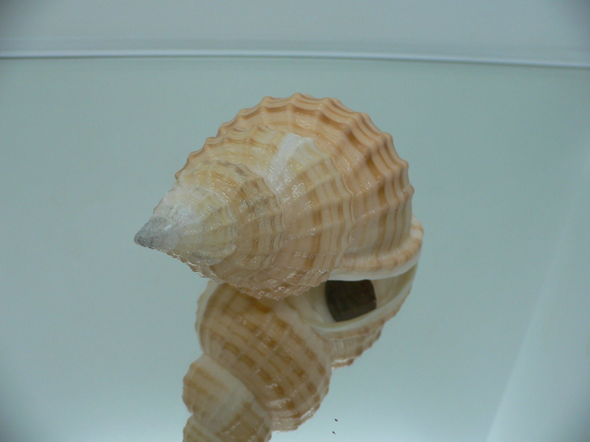Fusitriton galea VERY BIG & COLOR